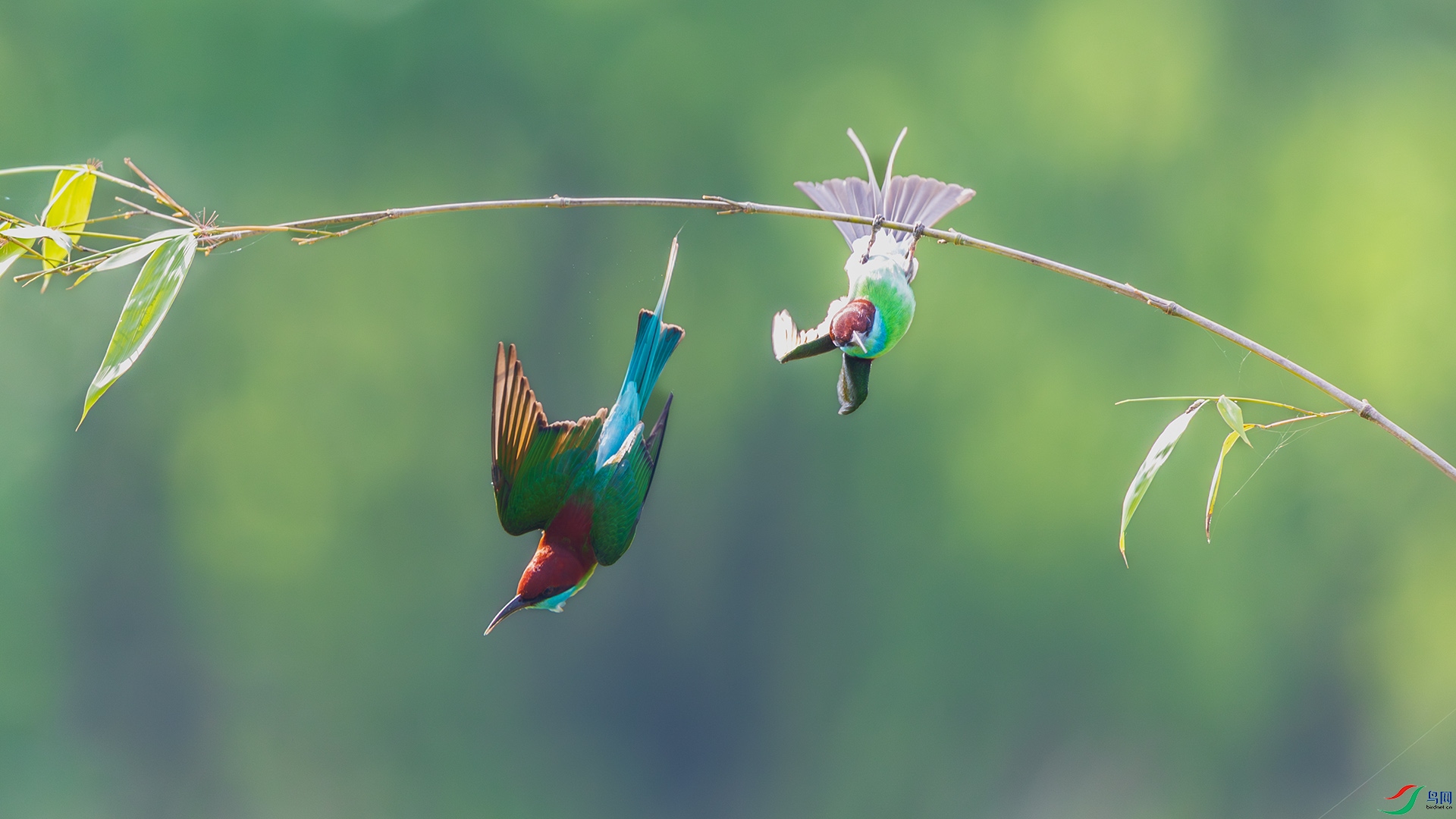 _F9A1717 ����.jpg