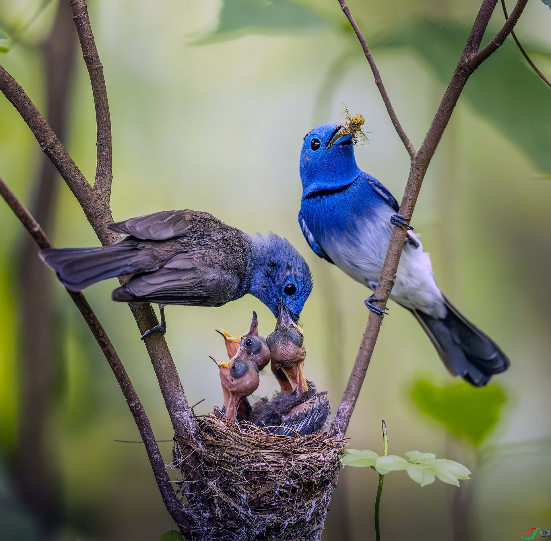 DSC_1581A.jpg