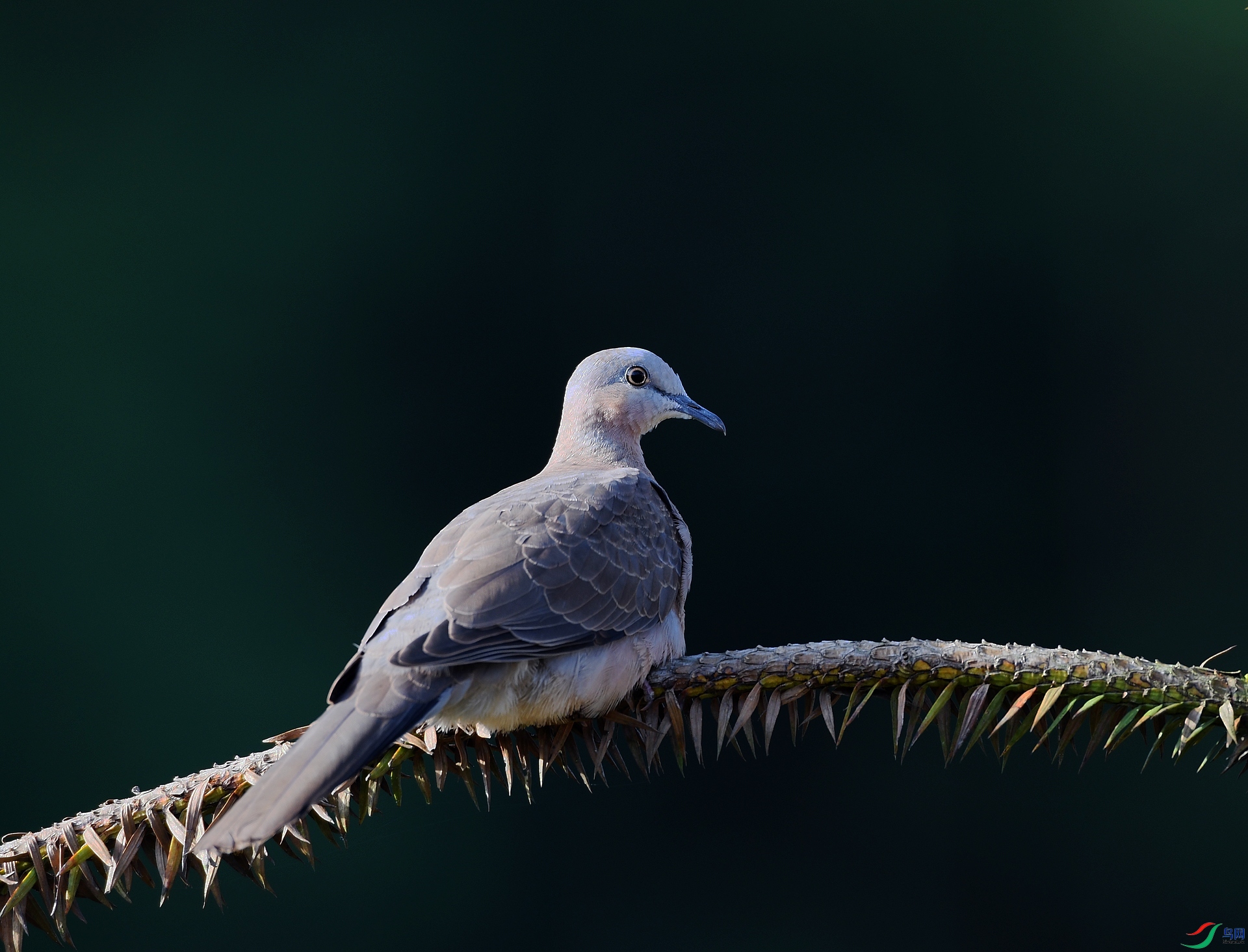 DSC_1684.jpg