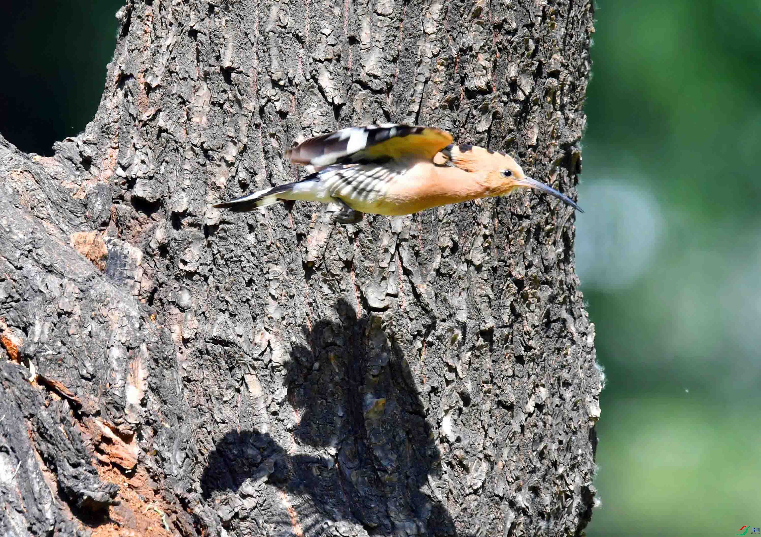 DSC_4190.JPG