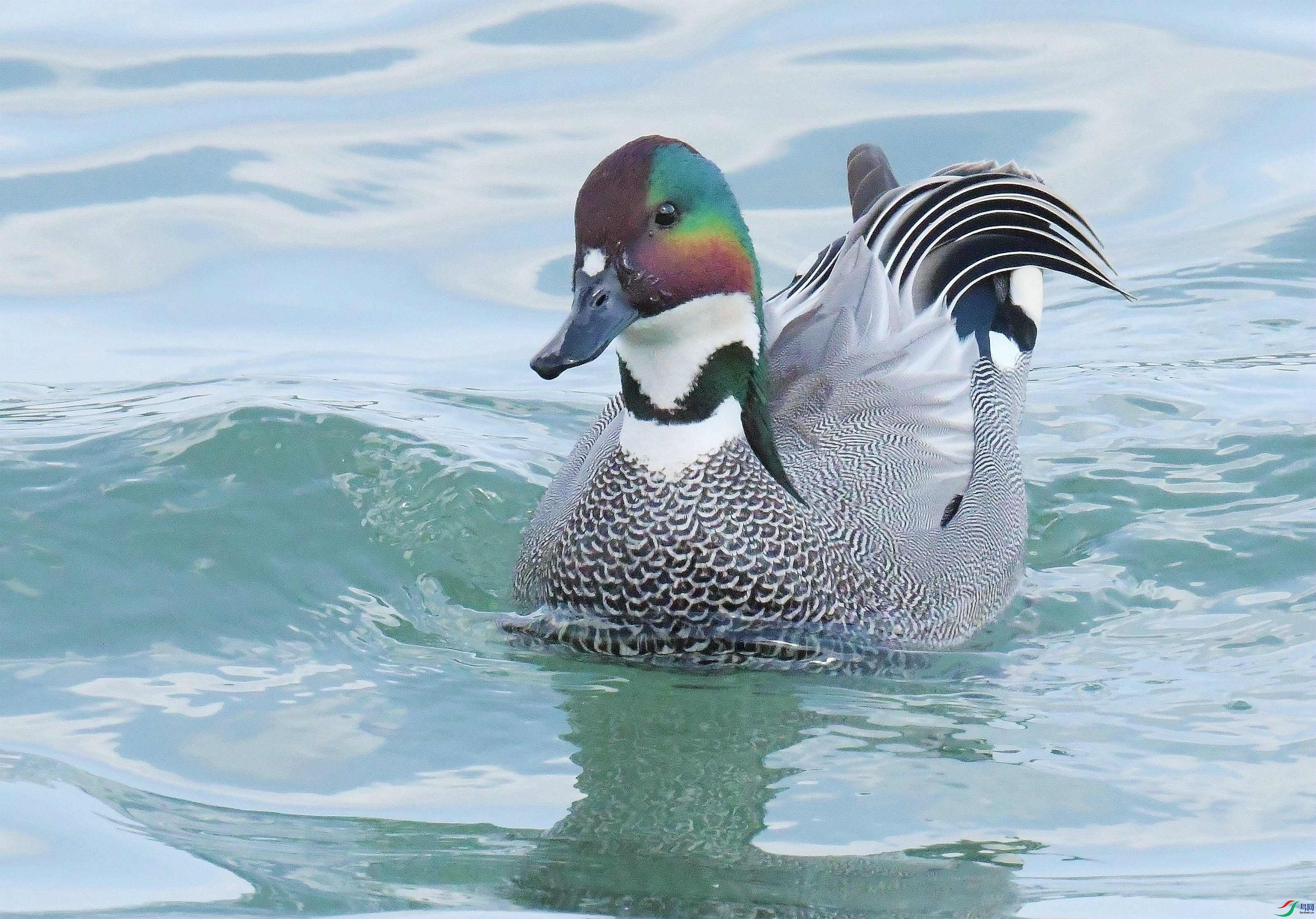 DSC_9397.JPG