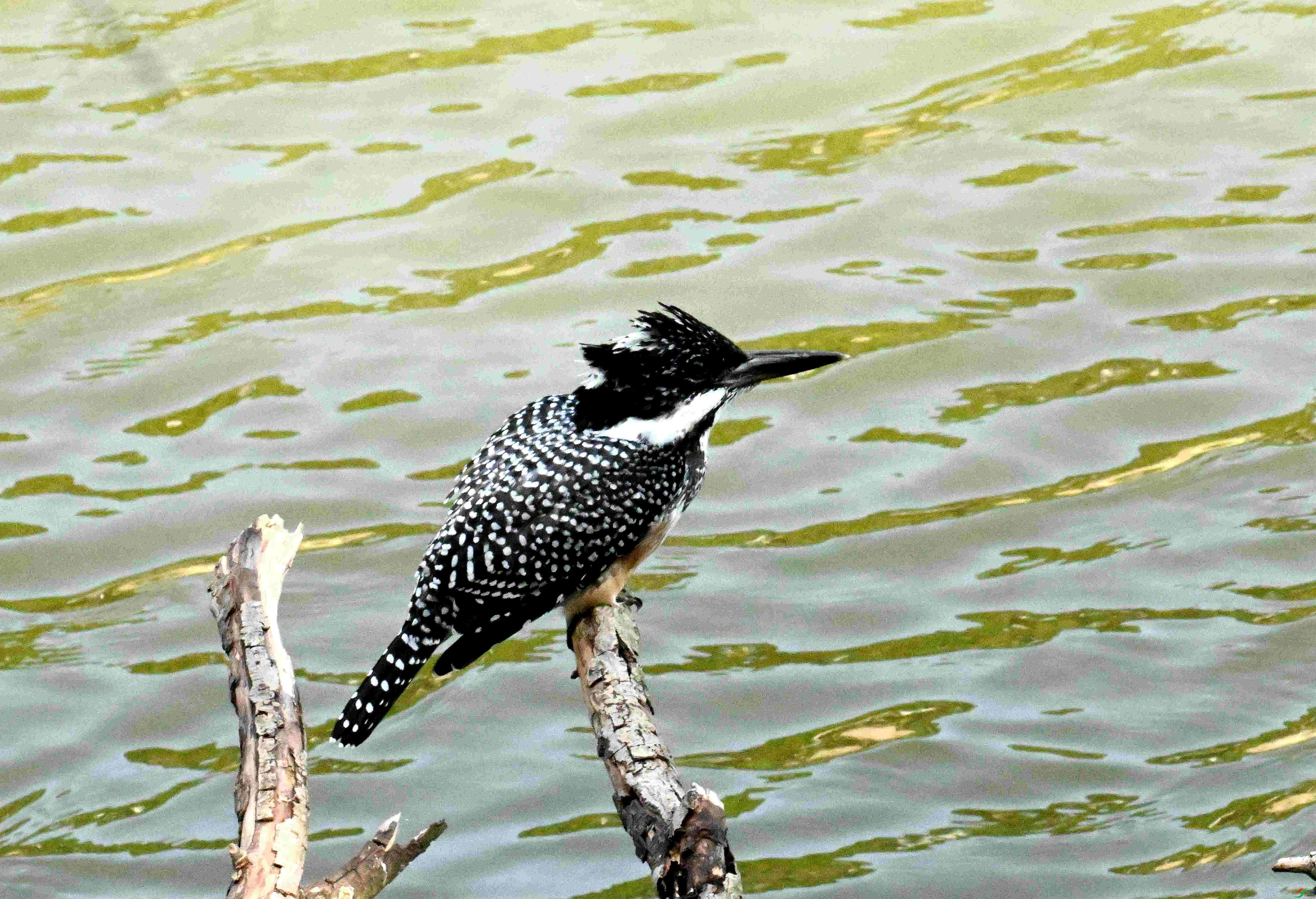 DSC_7979.JPG