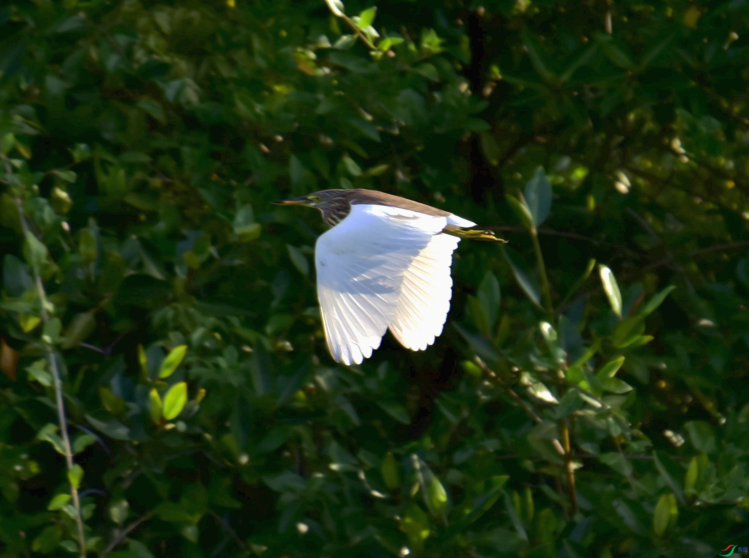 DSC_9372_����.jpg