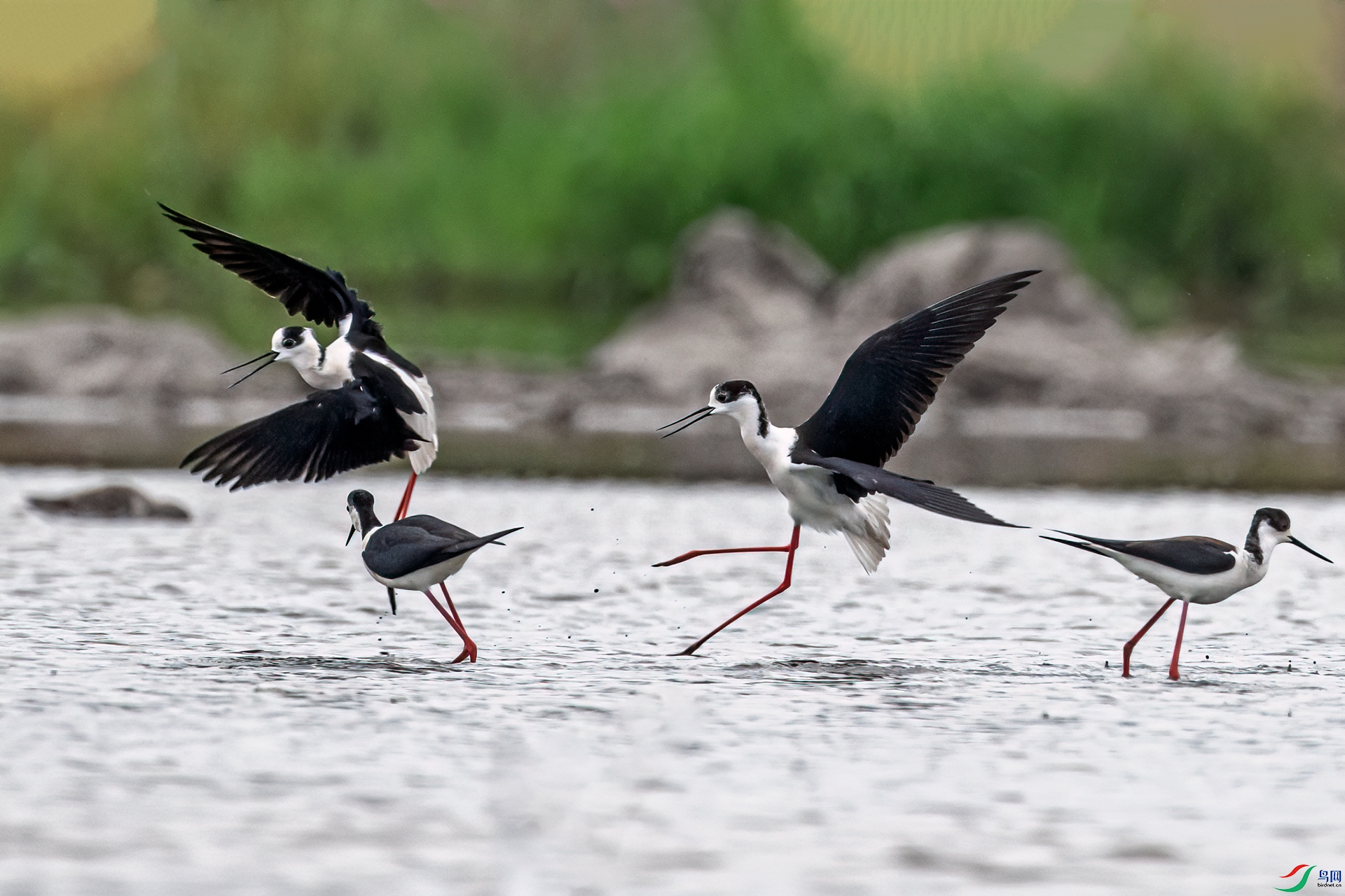 DSC_6016-11.jpg