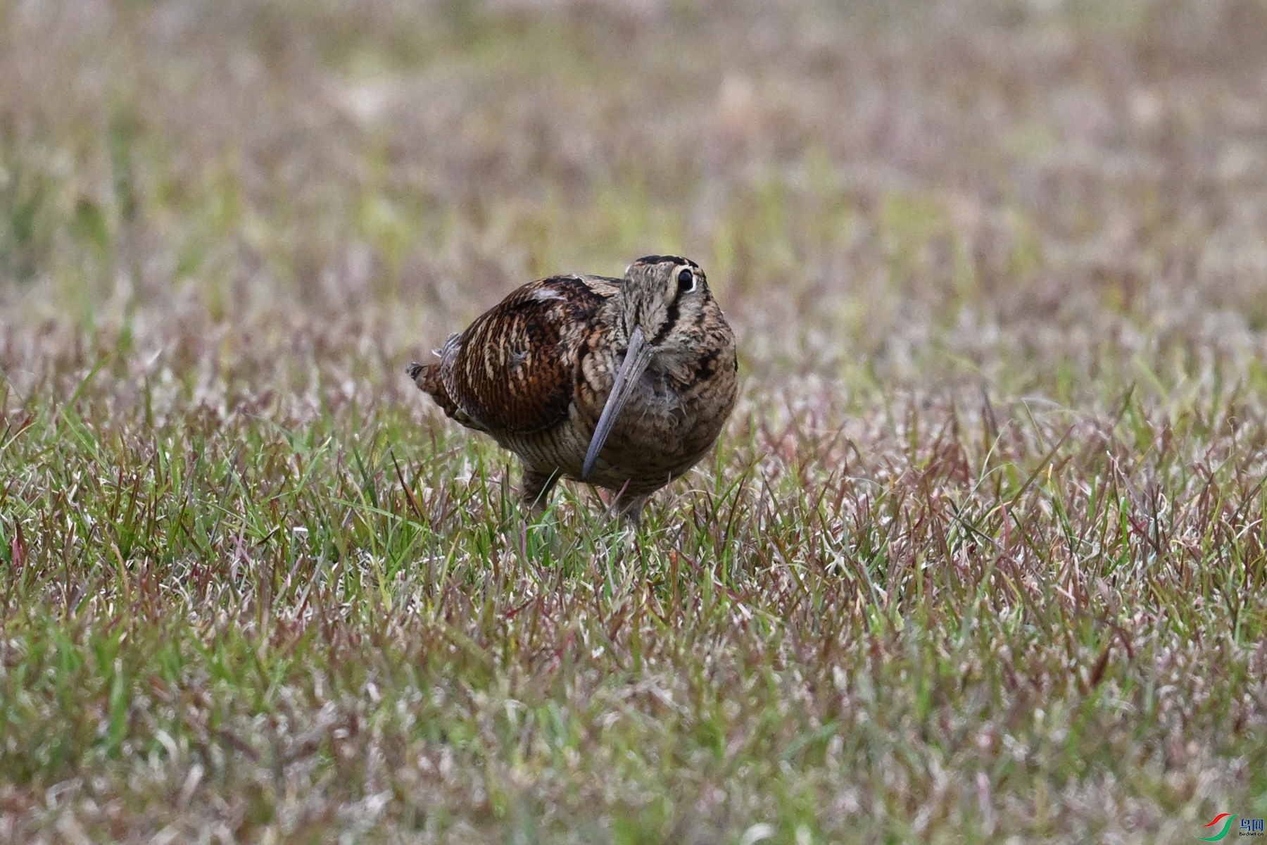 DSC_8804.JPG