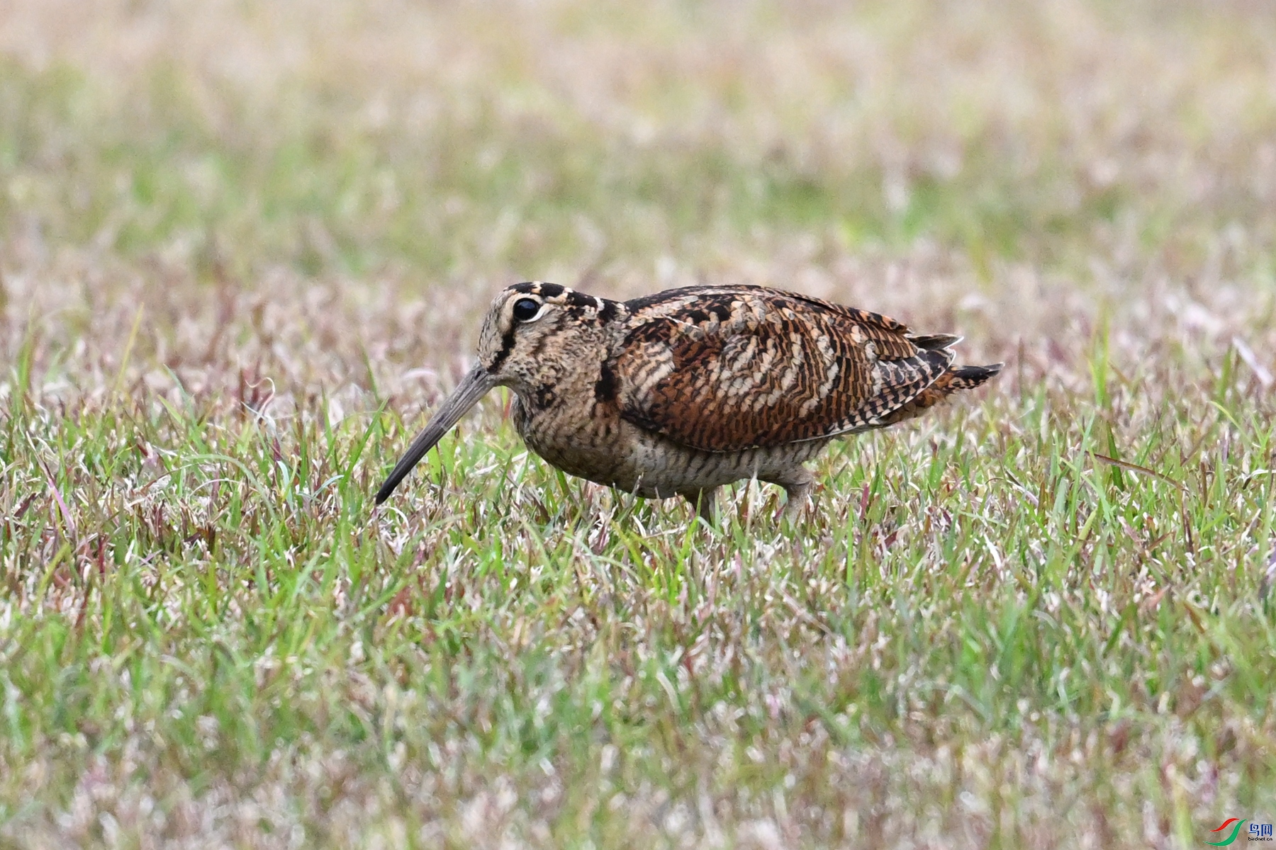 DSC_8845.JPG