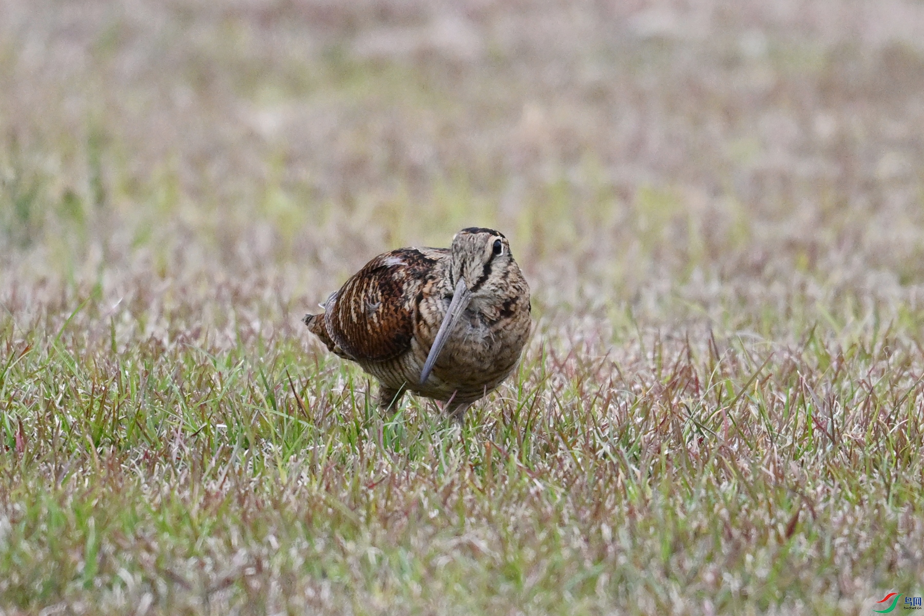 DSC_8808.JPG