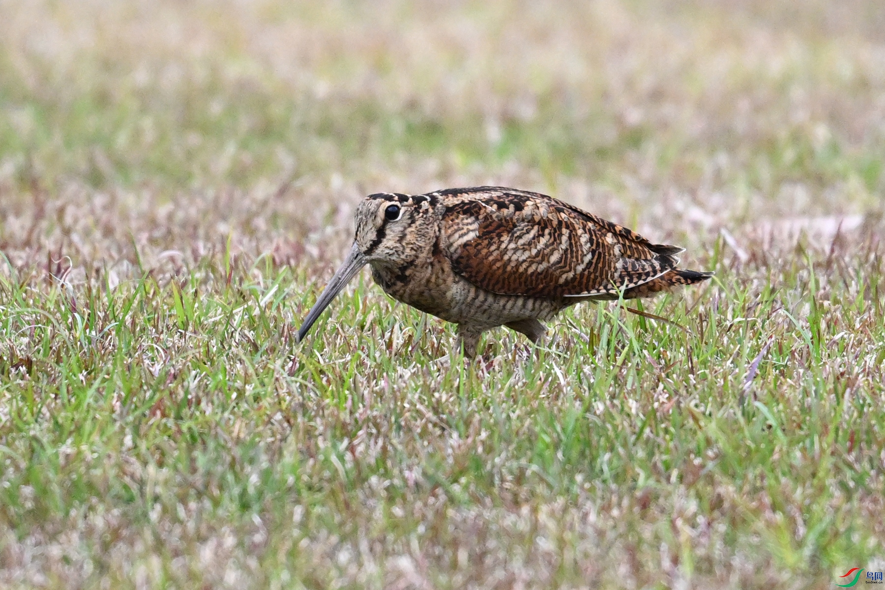 DSC_8832.JPG