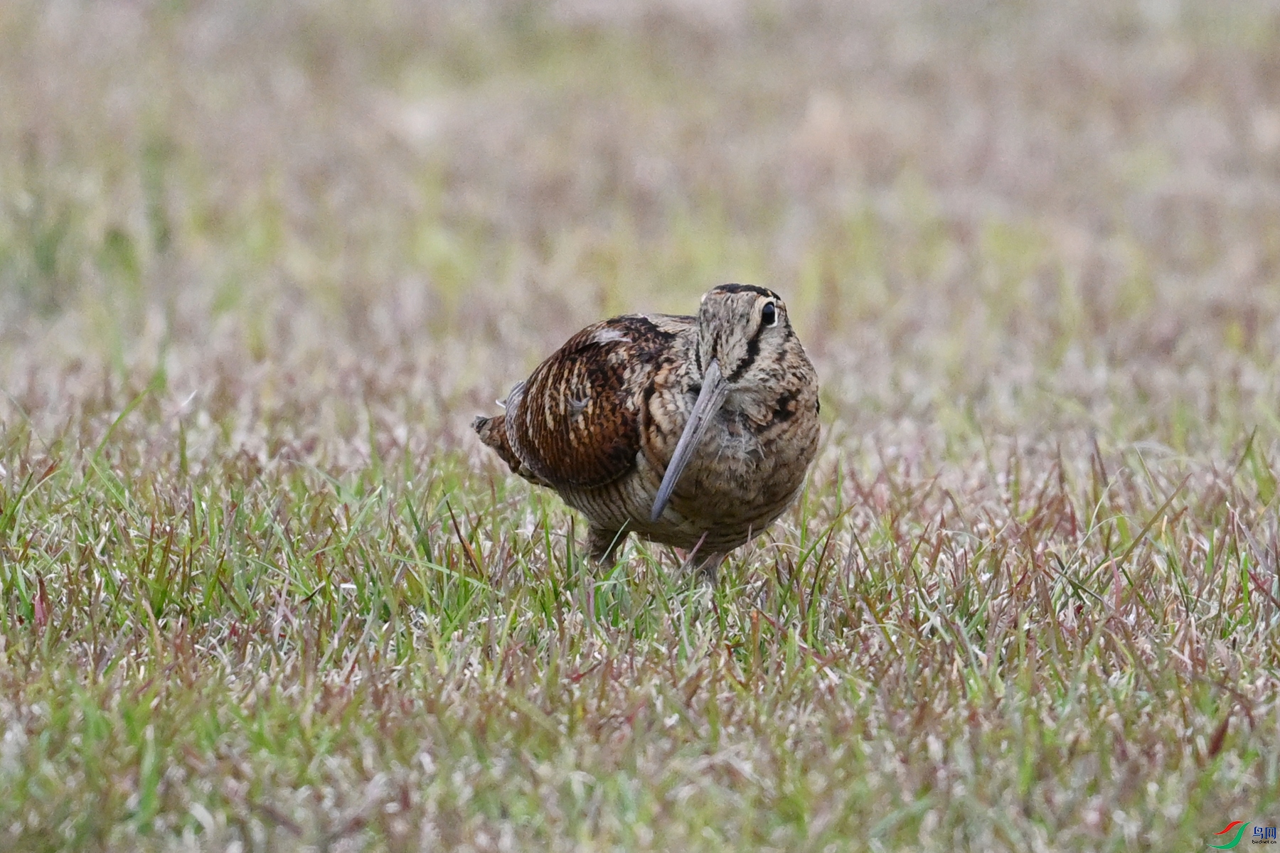 DSC_8811.JPG
