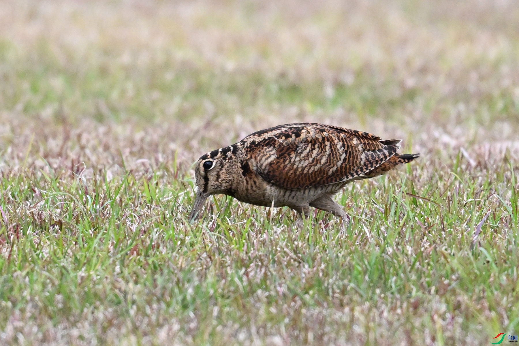 DSC_8837.JPG