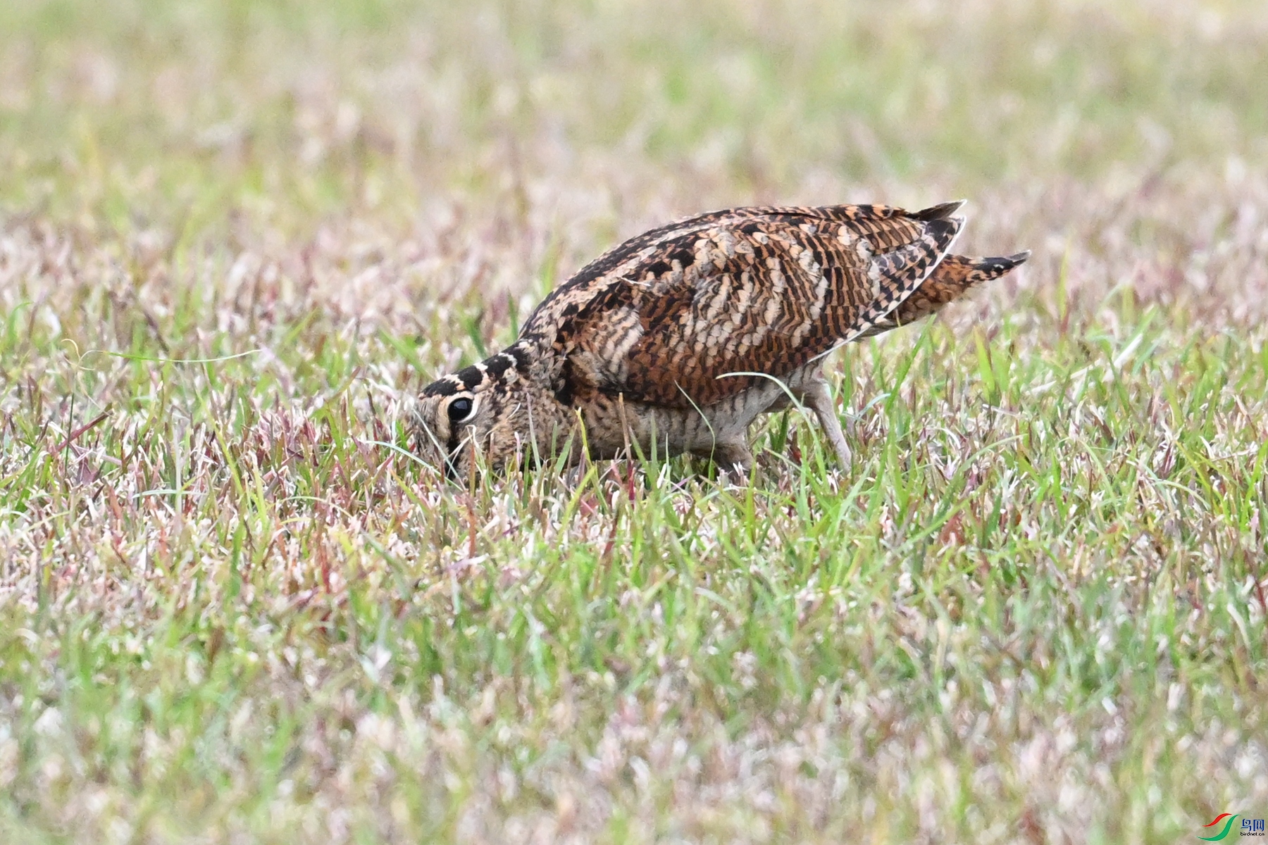 DSC_8854.JPG