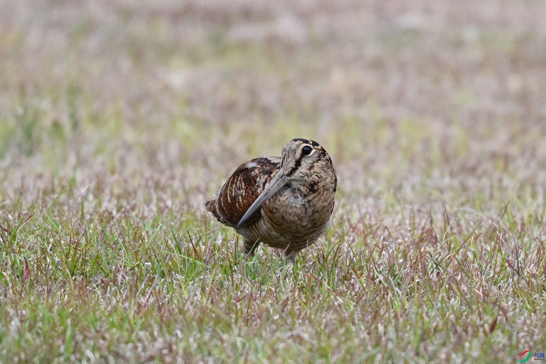 DSC_8813.JPG