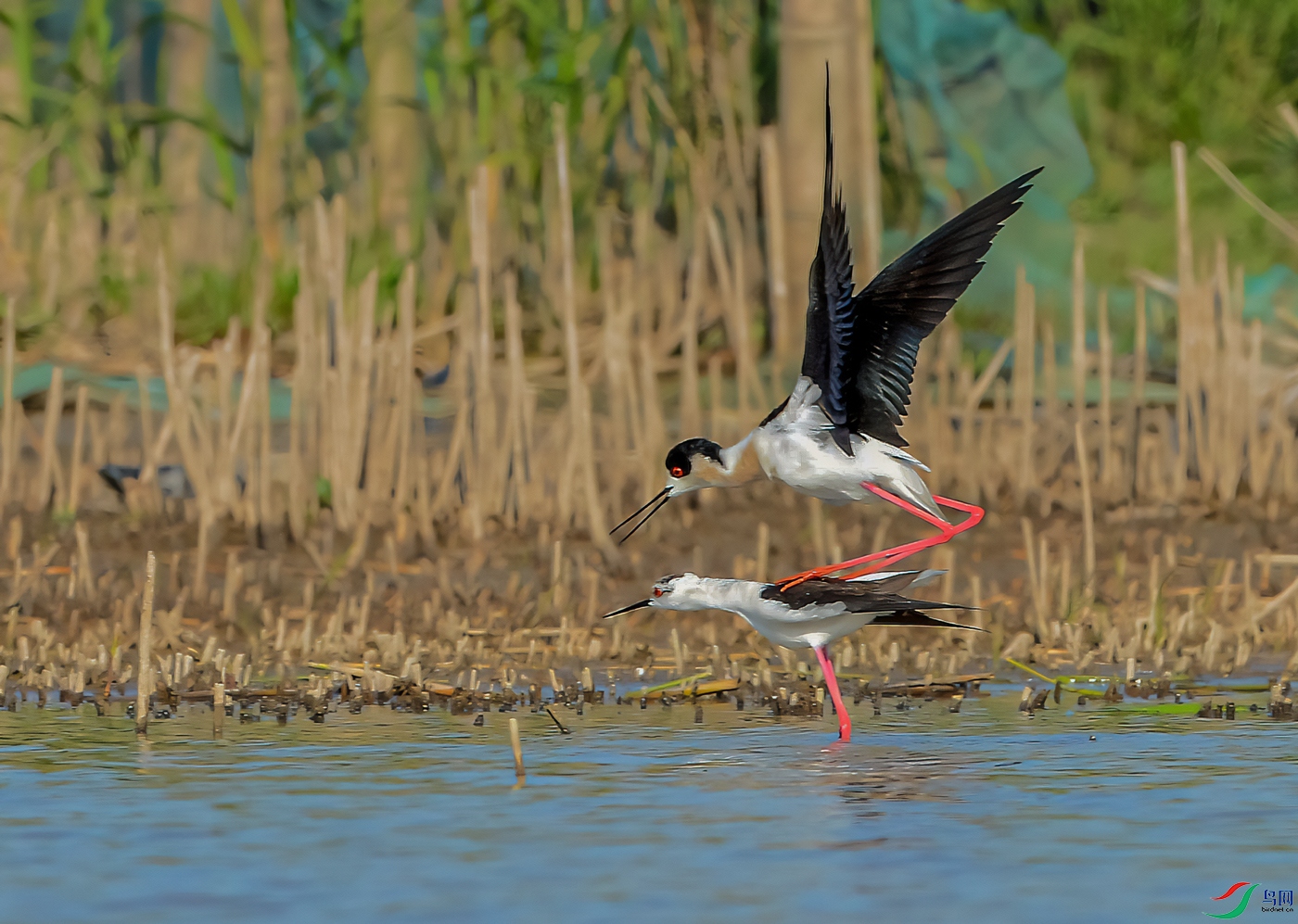 DSC_7441-11.jpg
