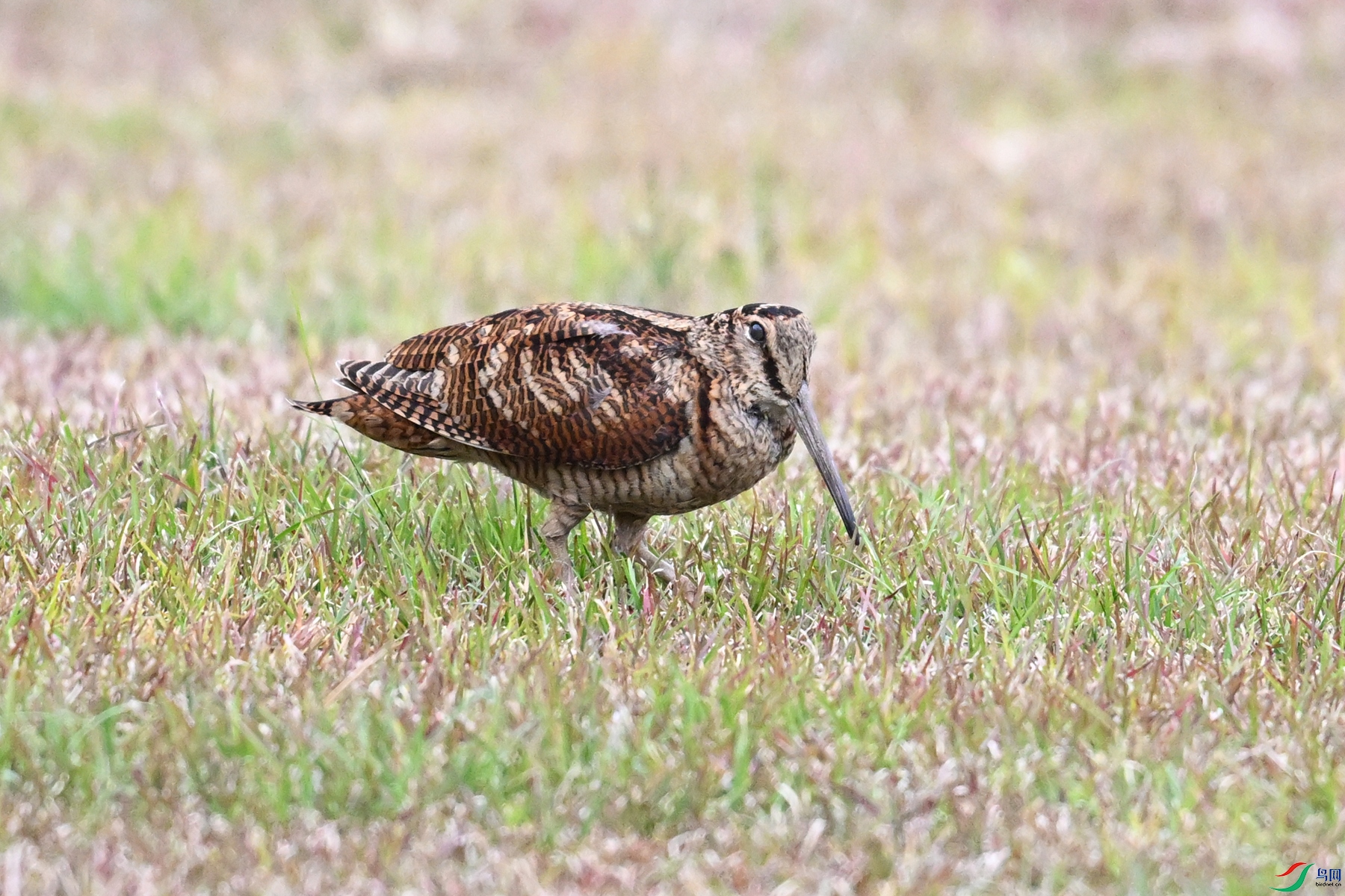 DSC_8791.JPG
