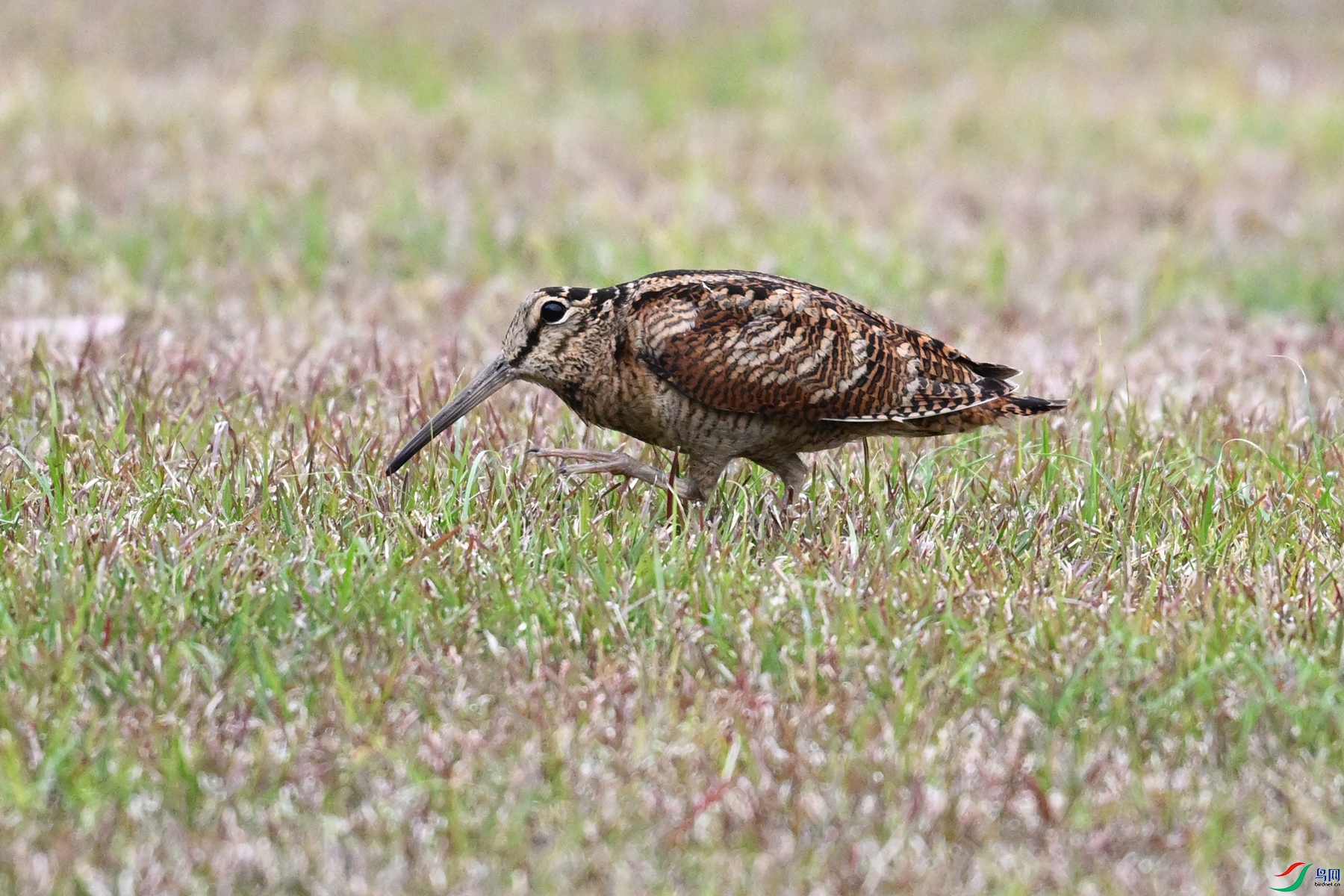 DSC_8831.JPG