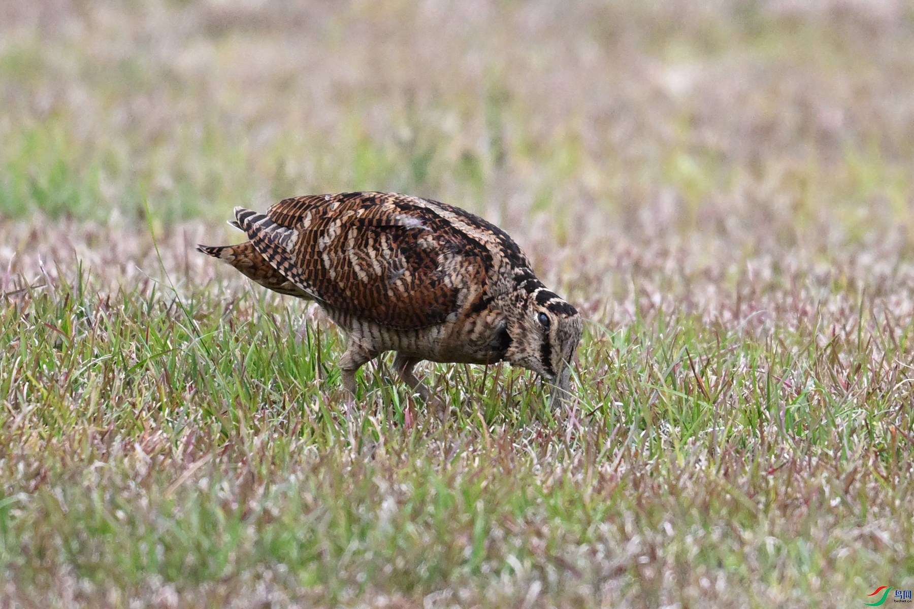 DSC_8796.JPG