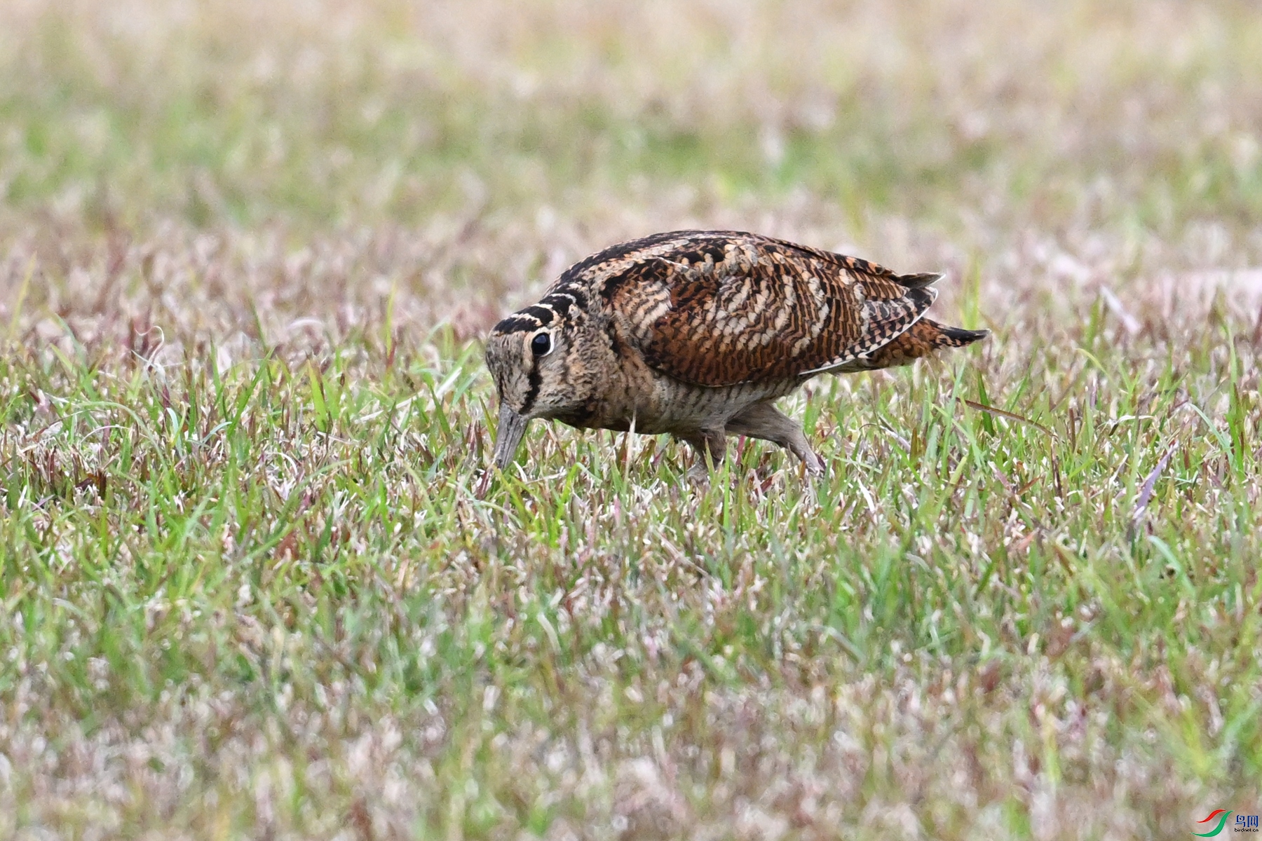 DSC_8835.JPG