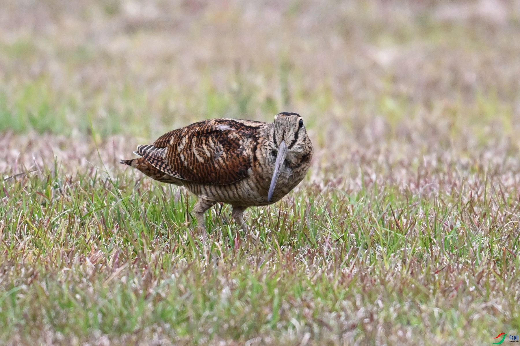 DSC_8800.JPG