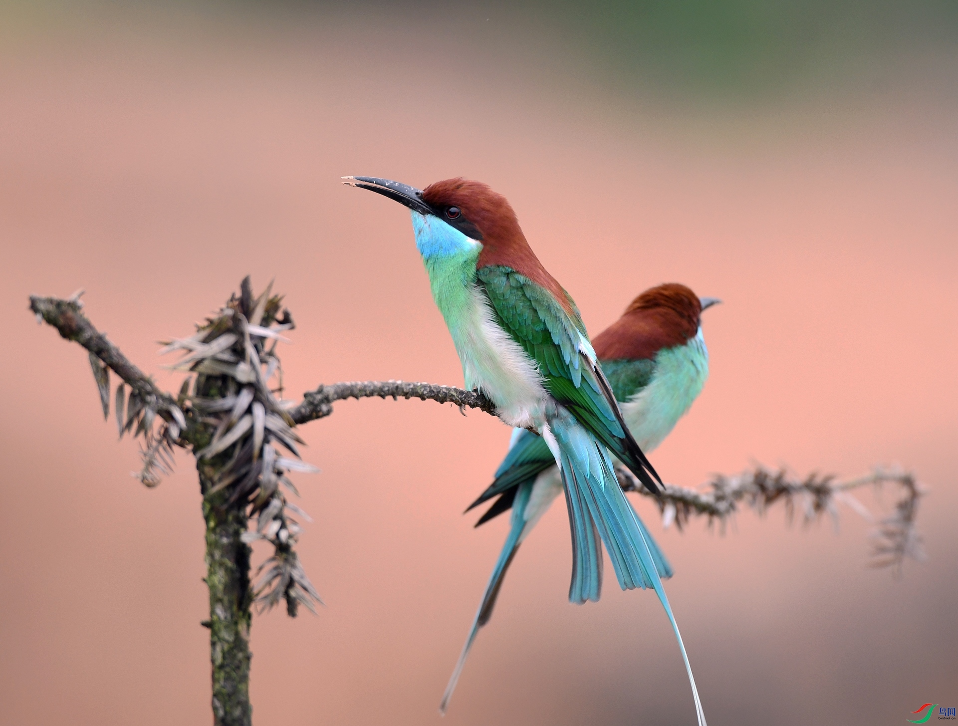 DSC_5333.jpg