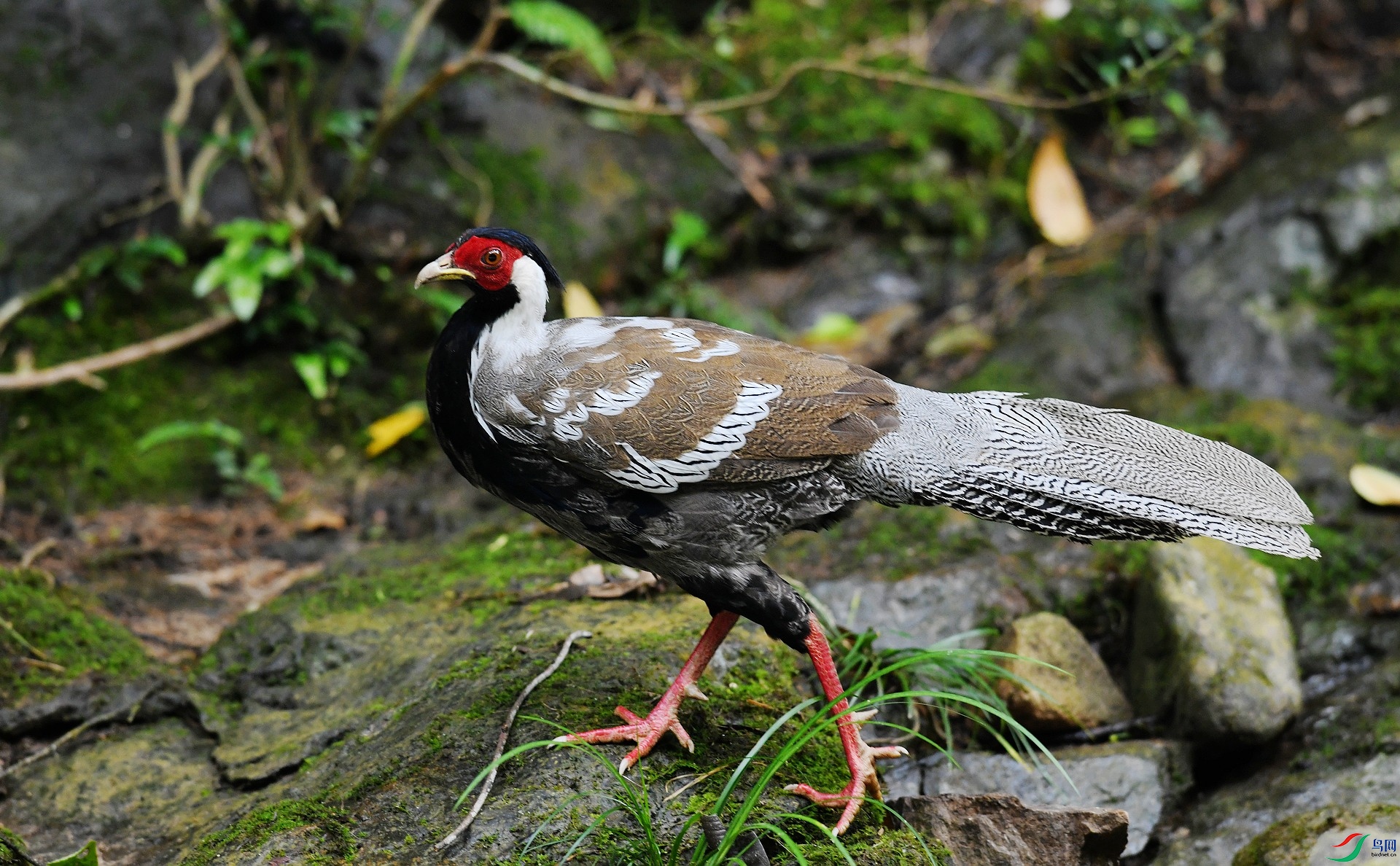 DSC_2705.jpg