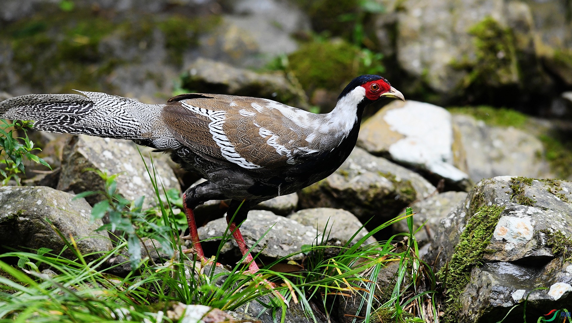 DSC_2700.jpg