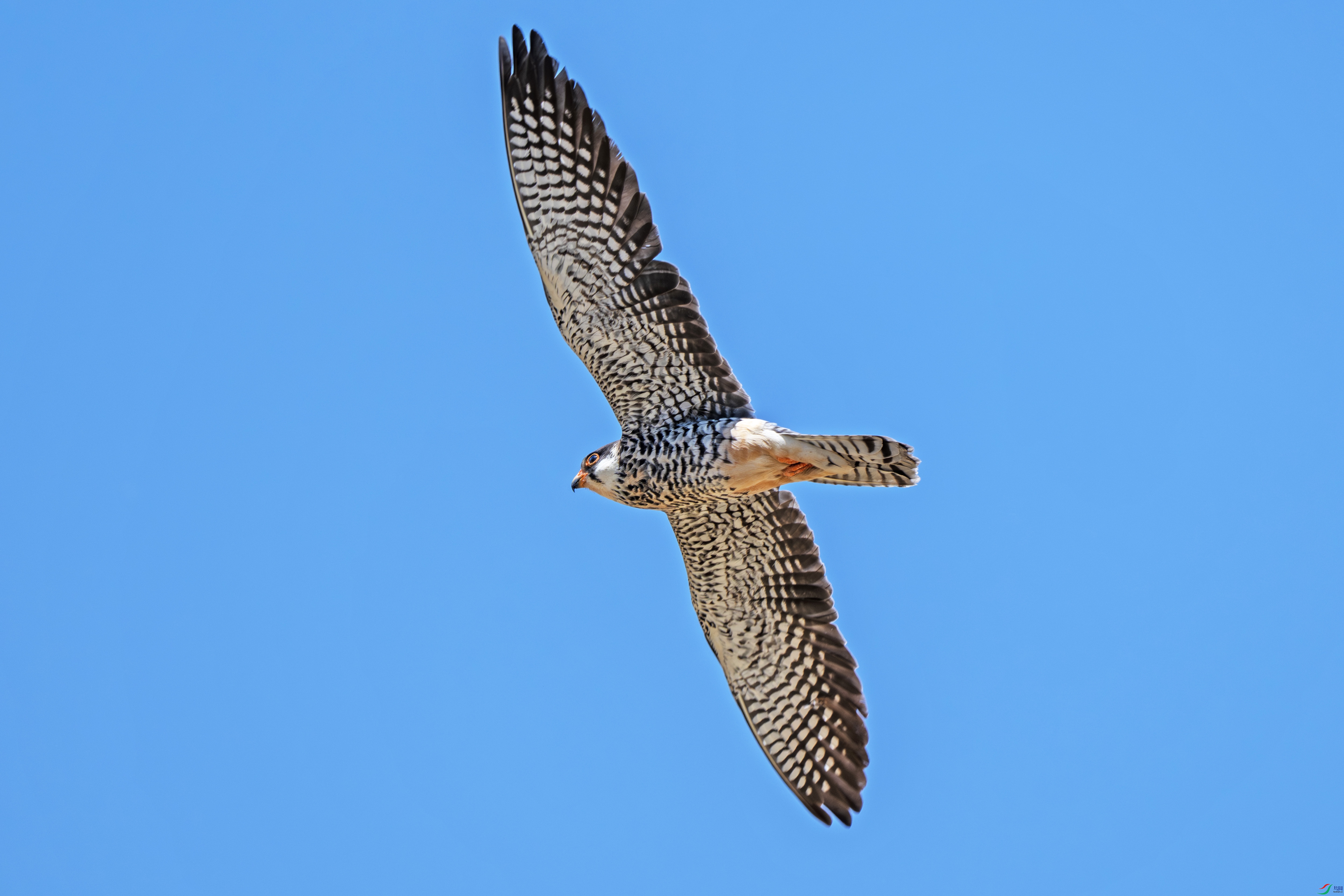 DSC_2538-����.jpg