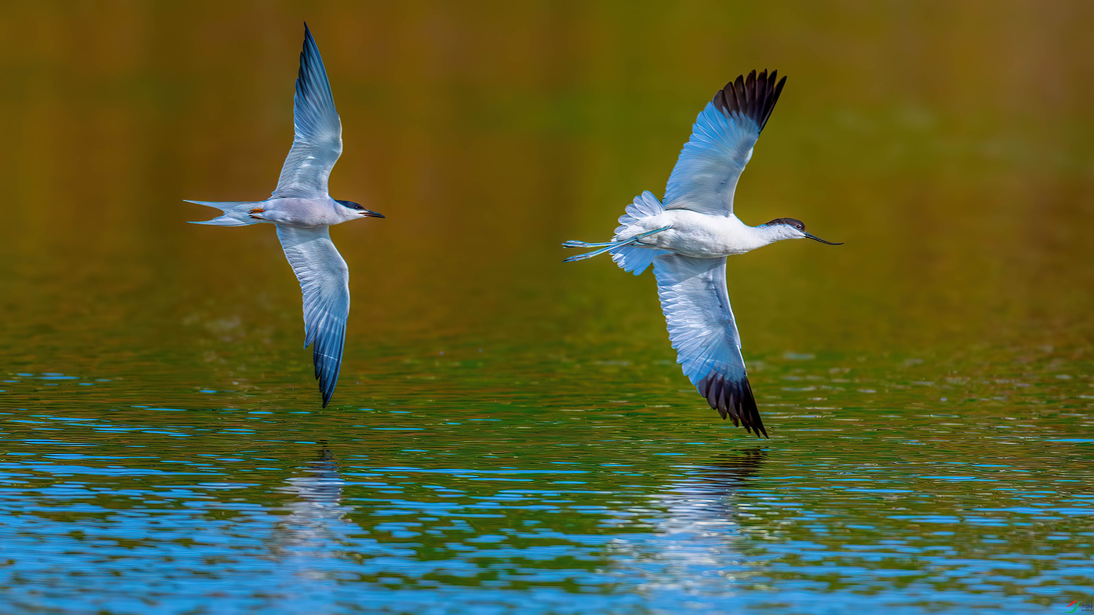 DSC_2326-����ǿ-NR-1.jpg