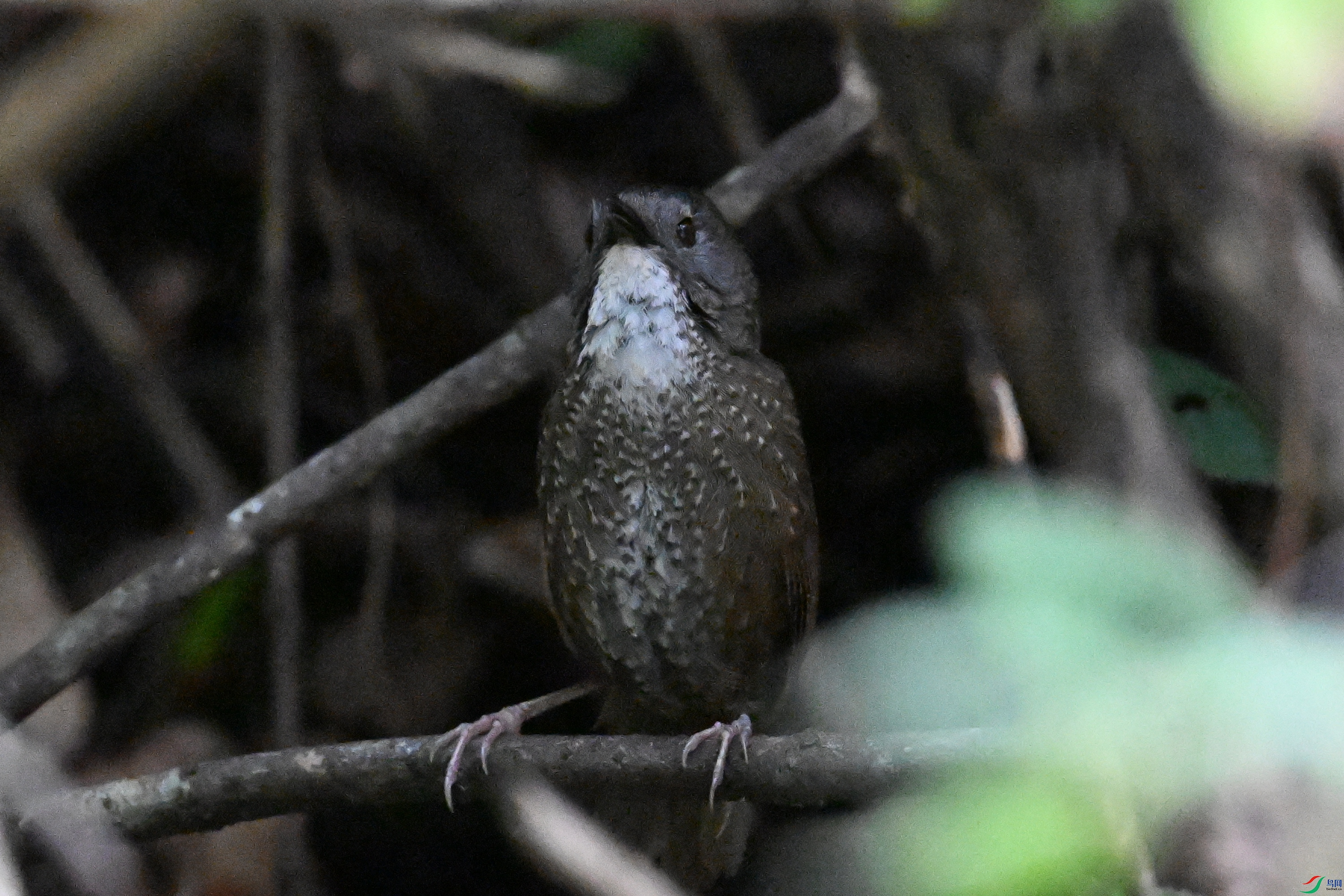 DSC_0063.JPG