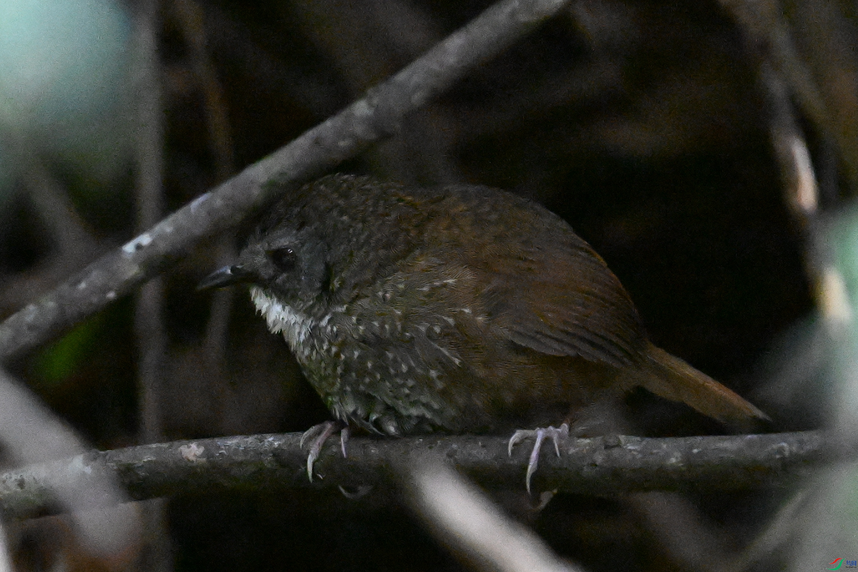 DSC_0120.JPG