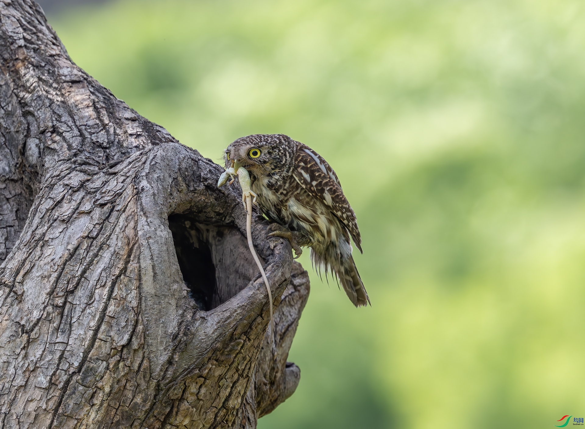 DSC_2514-1.jpg