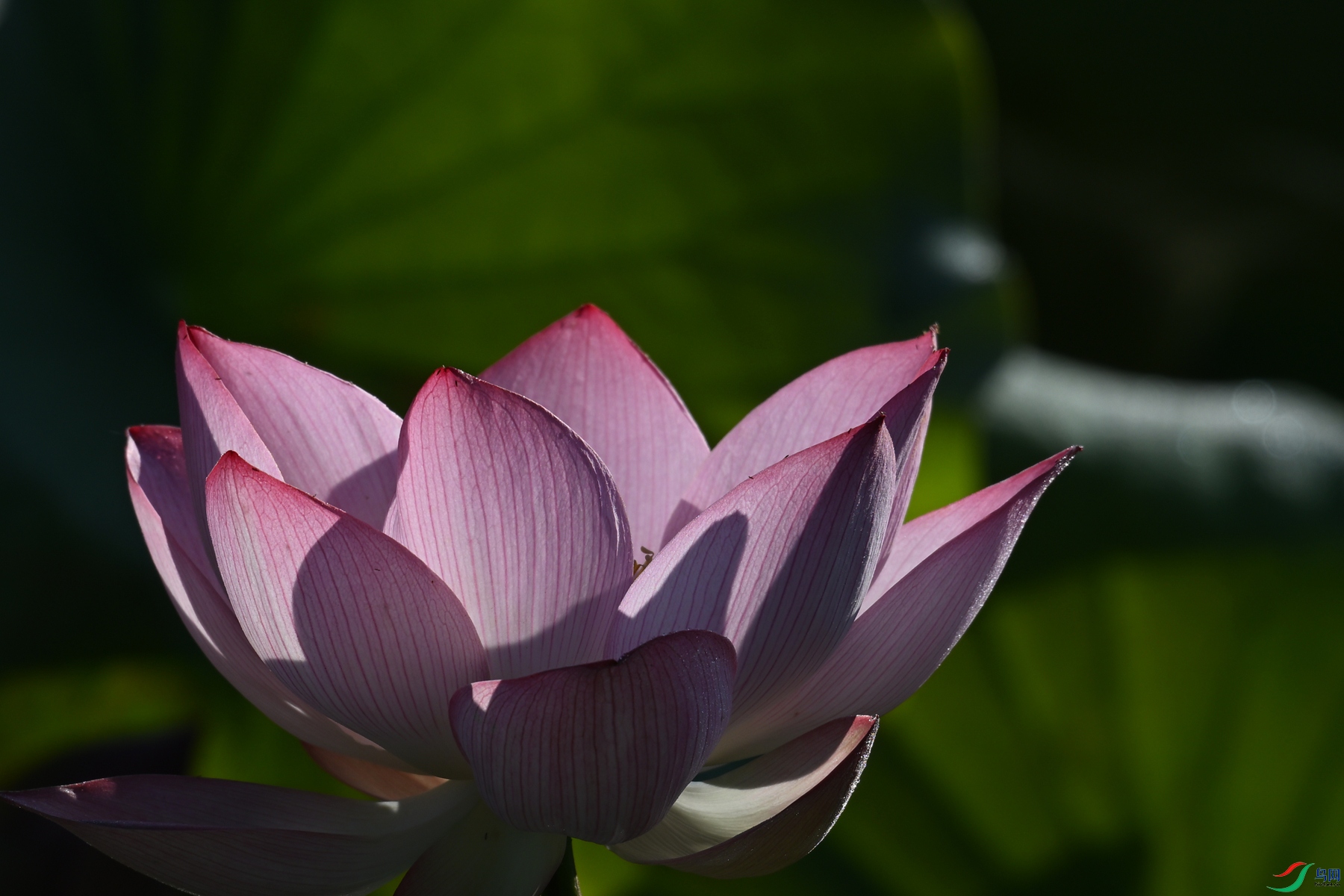 DSC_4118.JPG