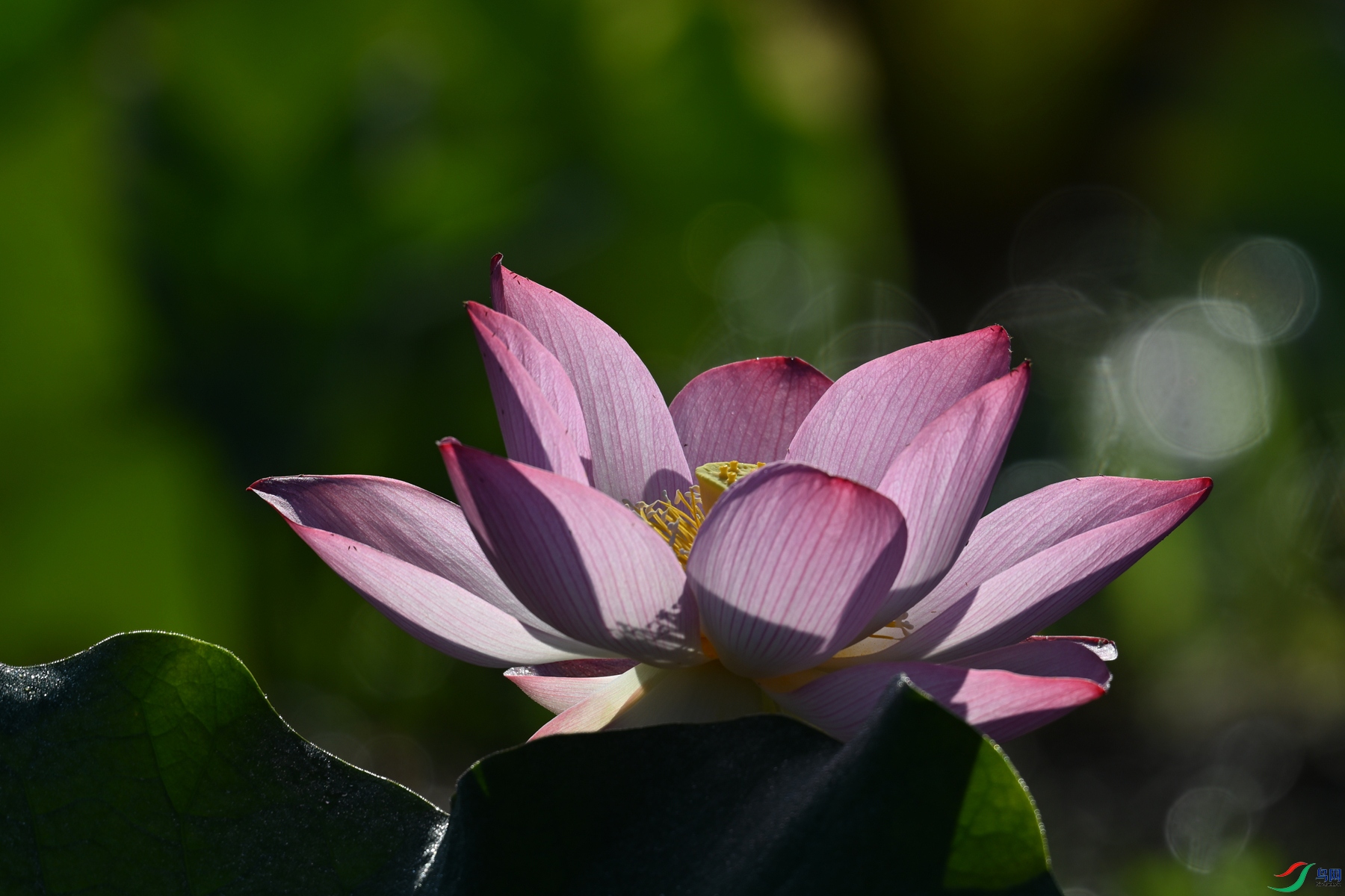 DSC_4124.JPG