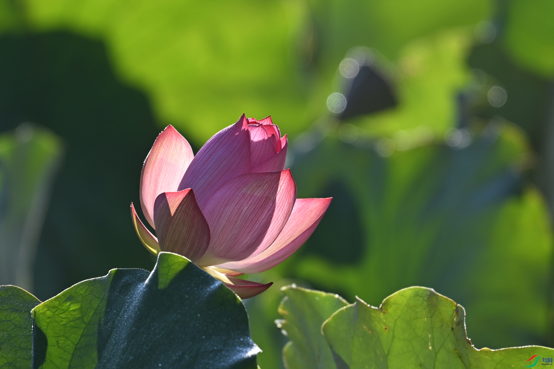 DSC_4129.JPG