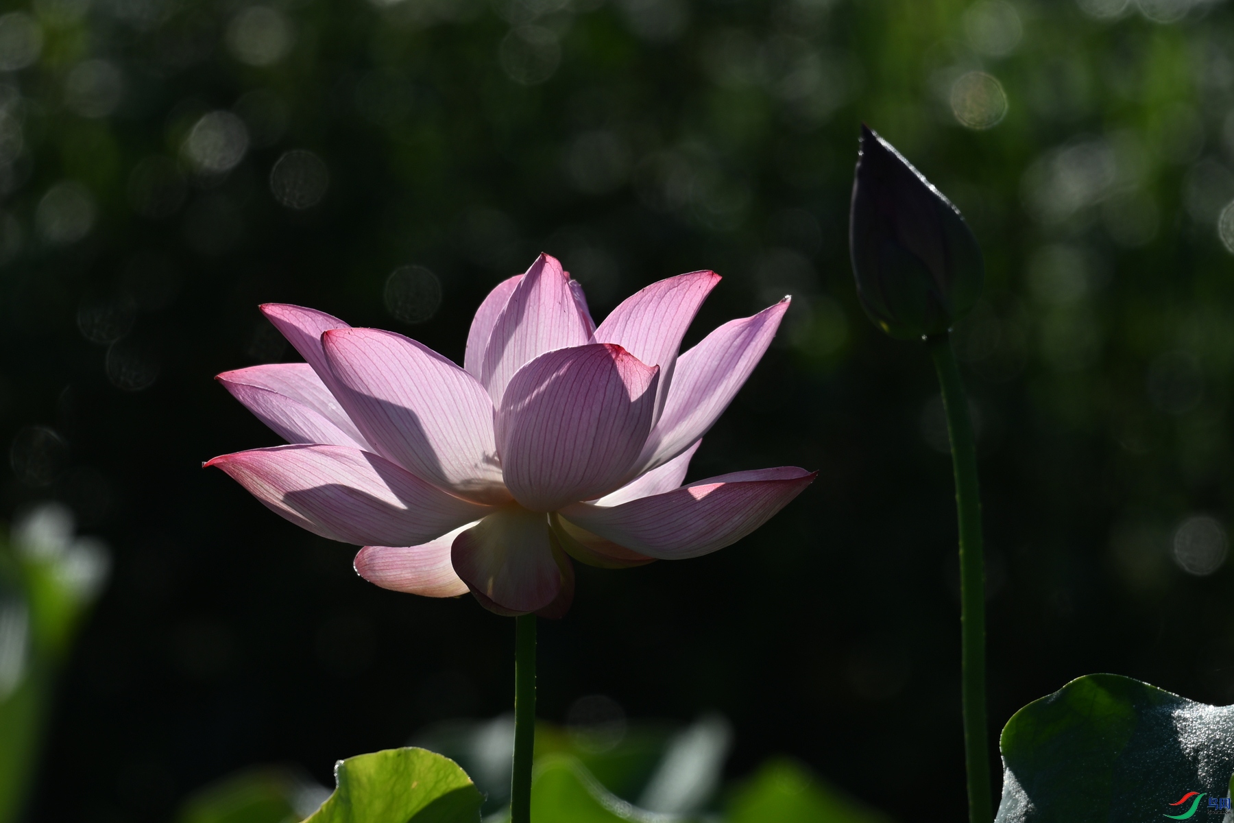 DSC_4140.JPG