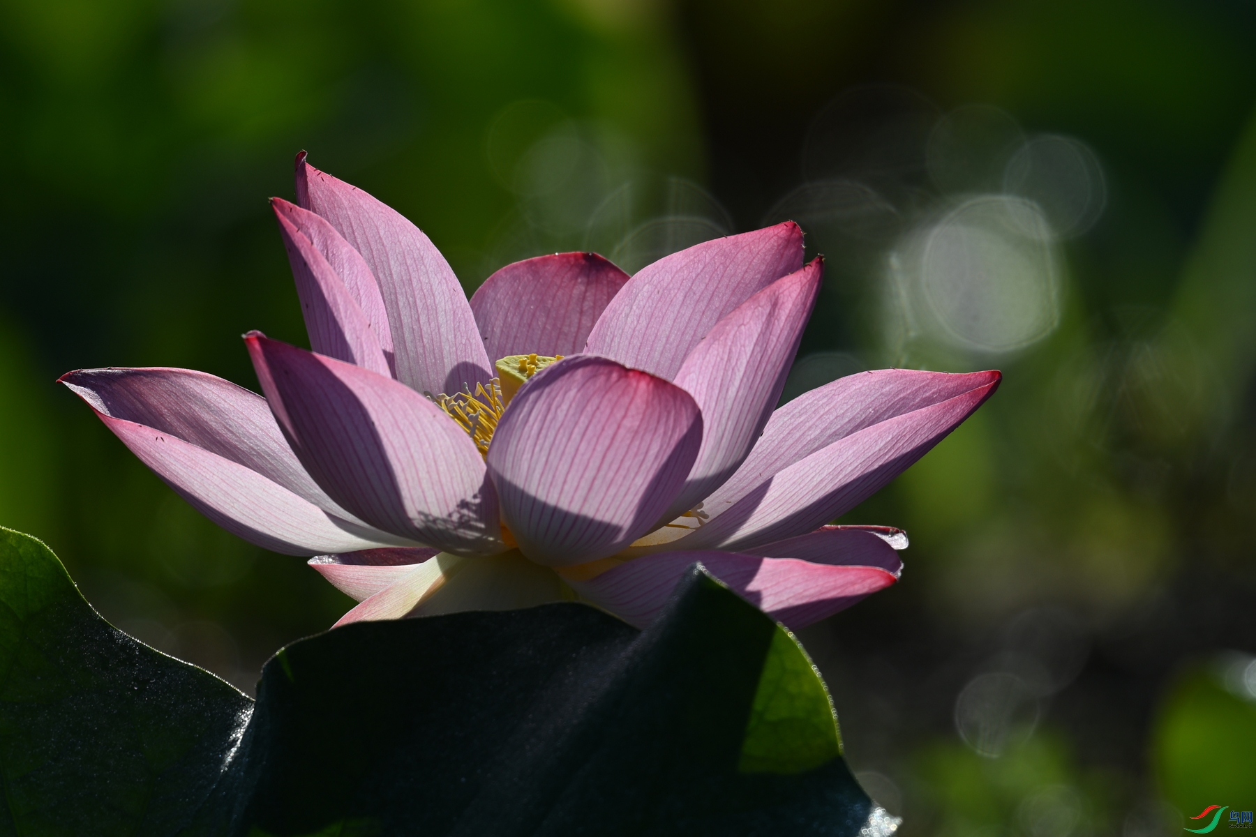 DSC_4125.JPG
