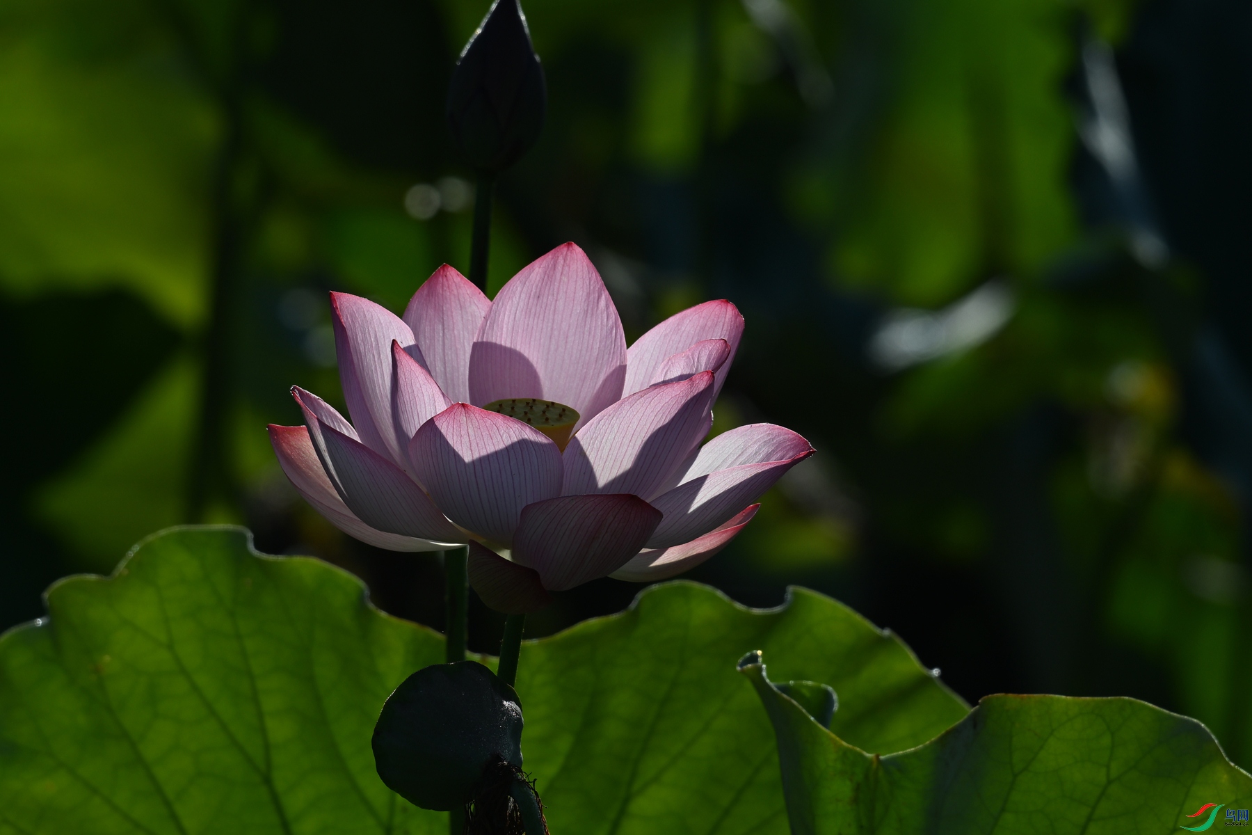 DSC_4119.JPG