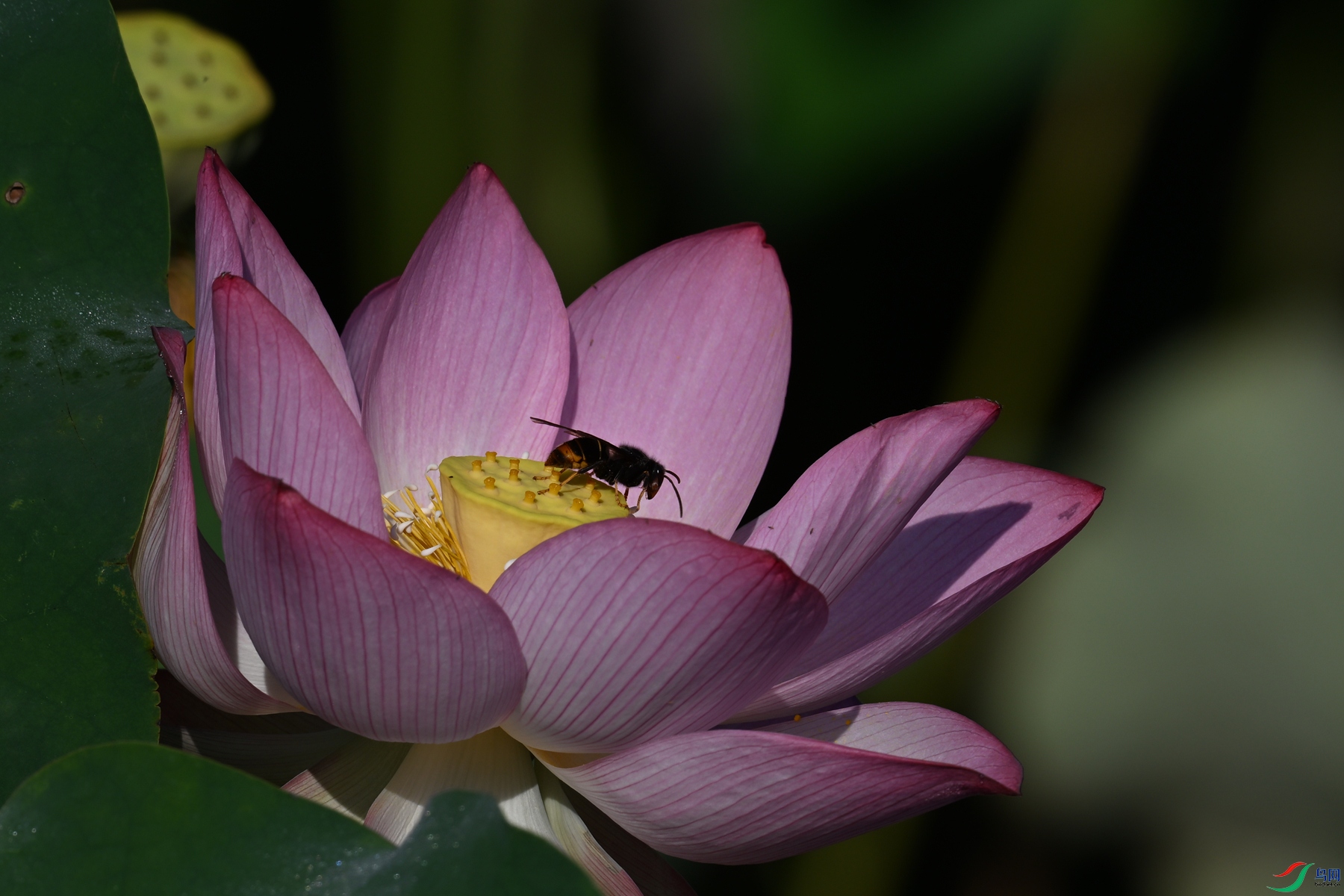 DSC_4148.JPG