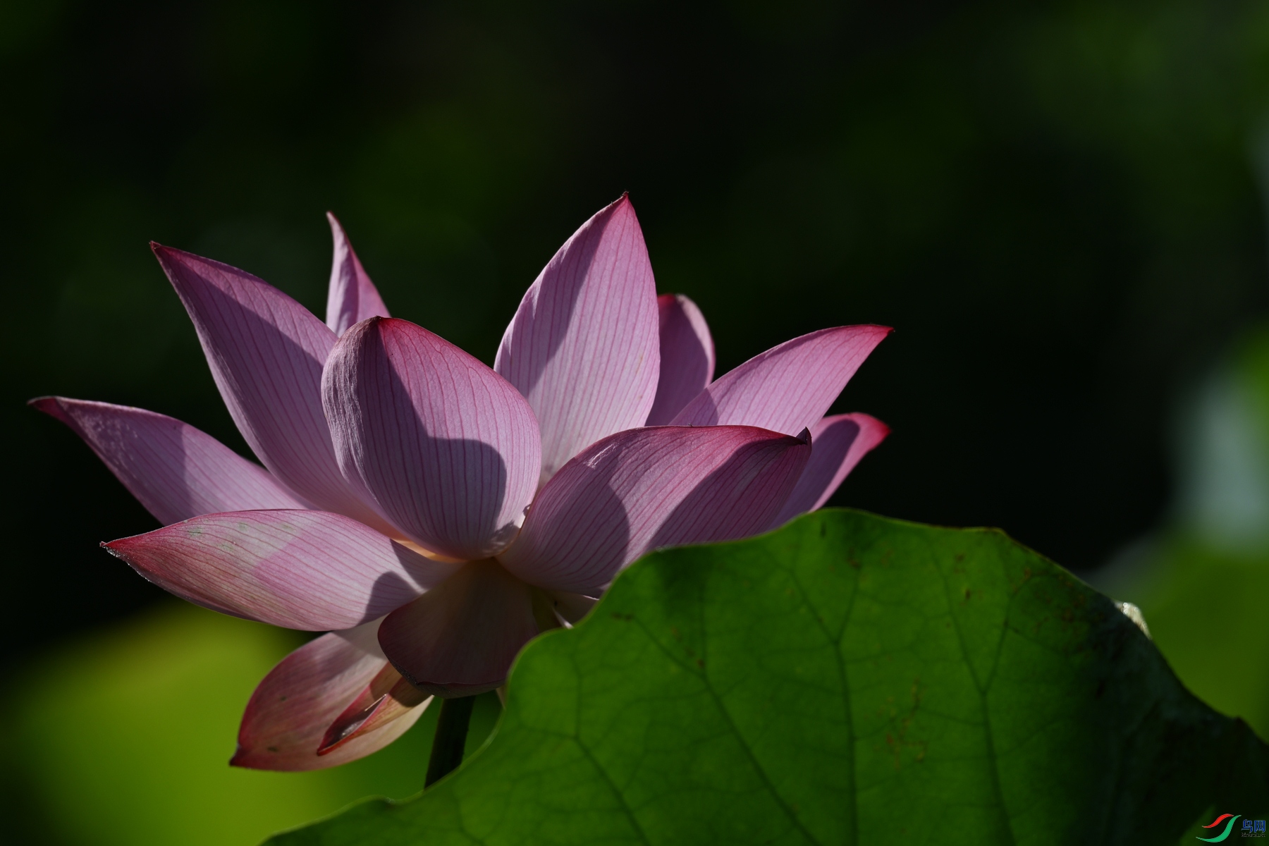 DSC_4153.JPG