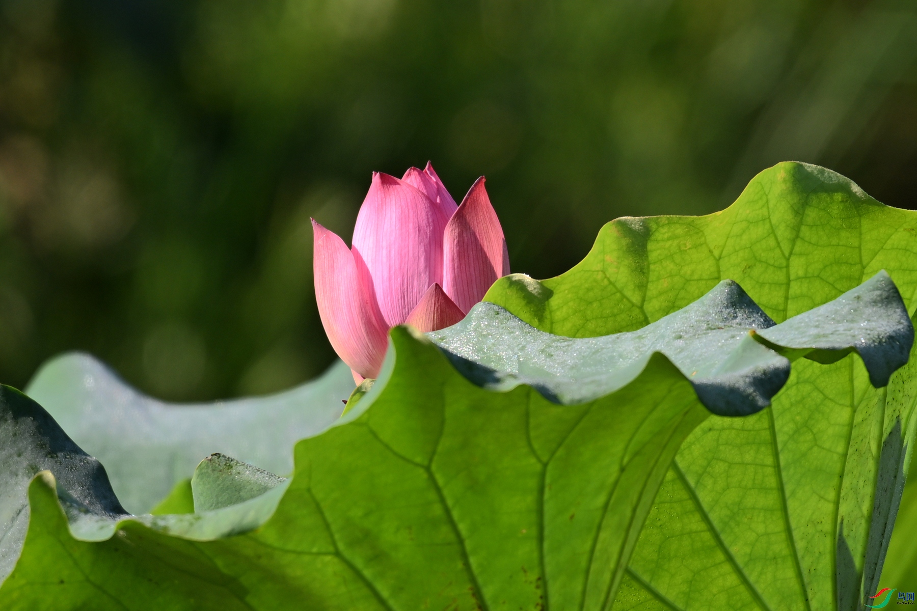 DSC_4165.JPG