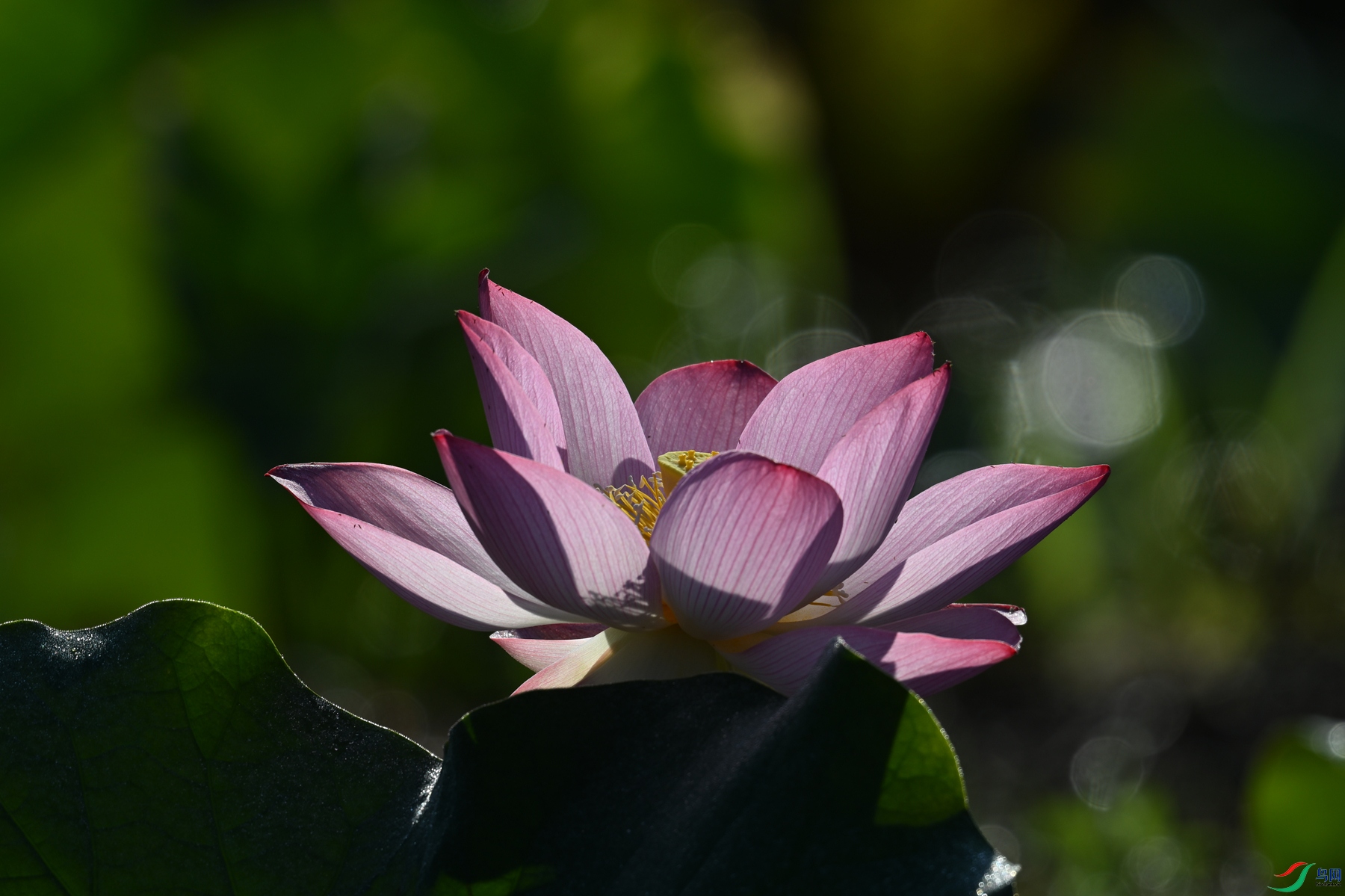 DSC_4126.JPG