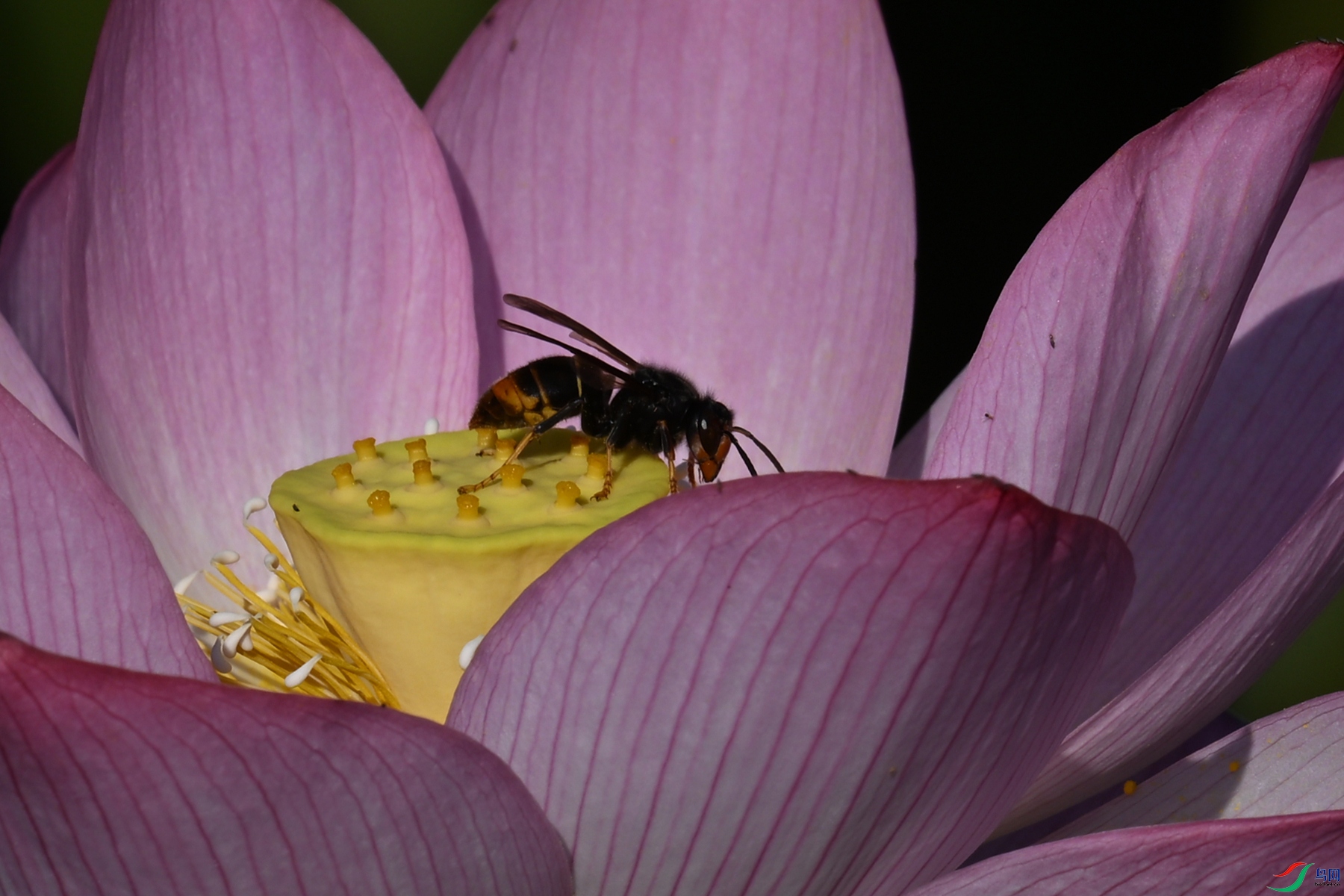 DSC_4152.JPG