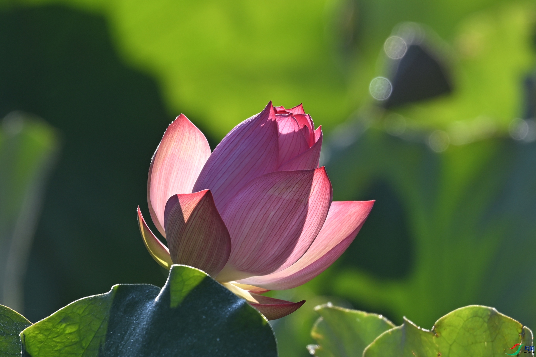 DSC_4130.JPG
