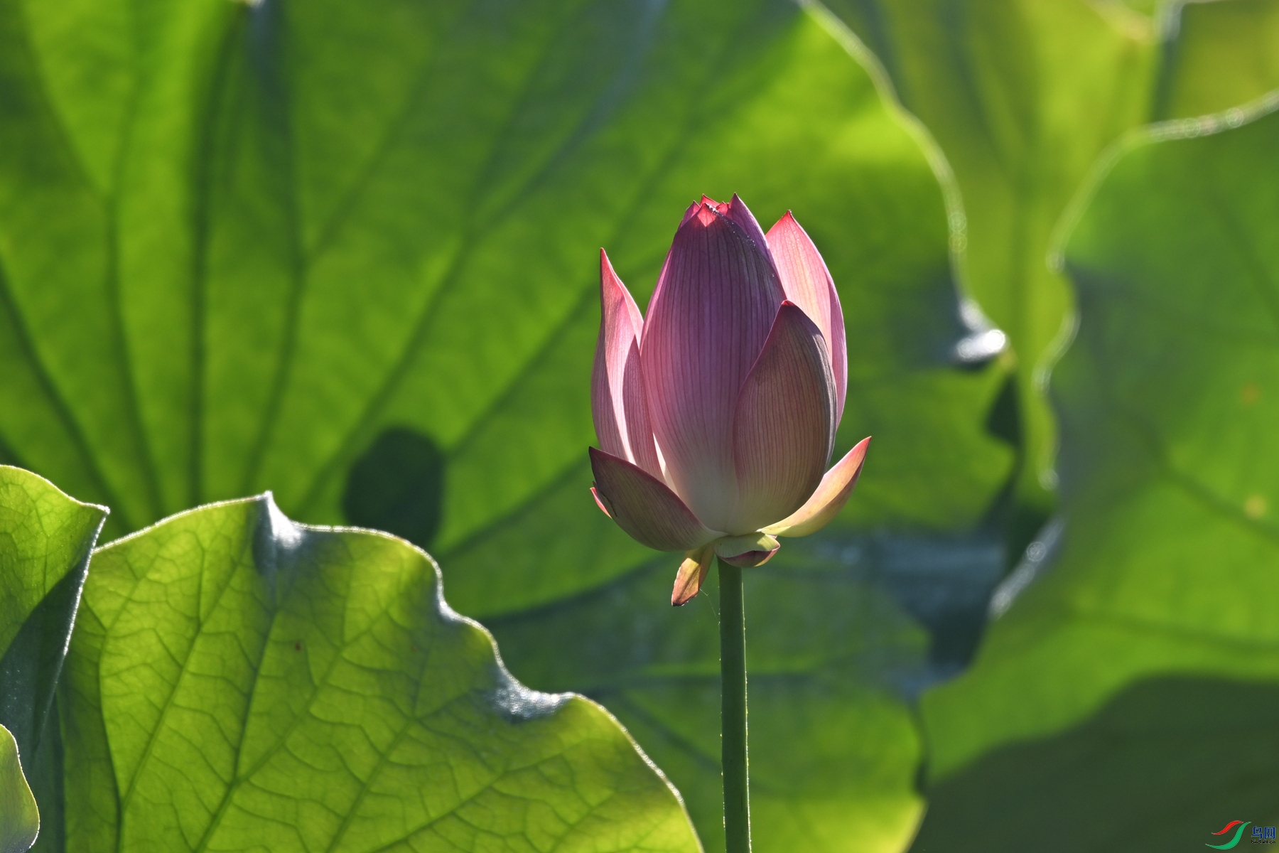 DSC_4131.JPG