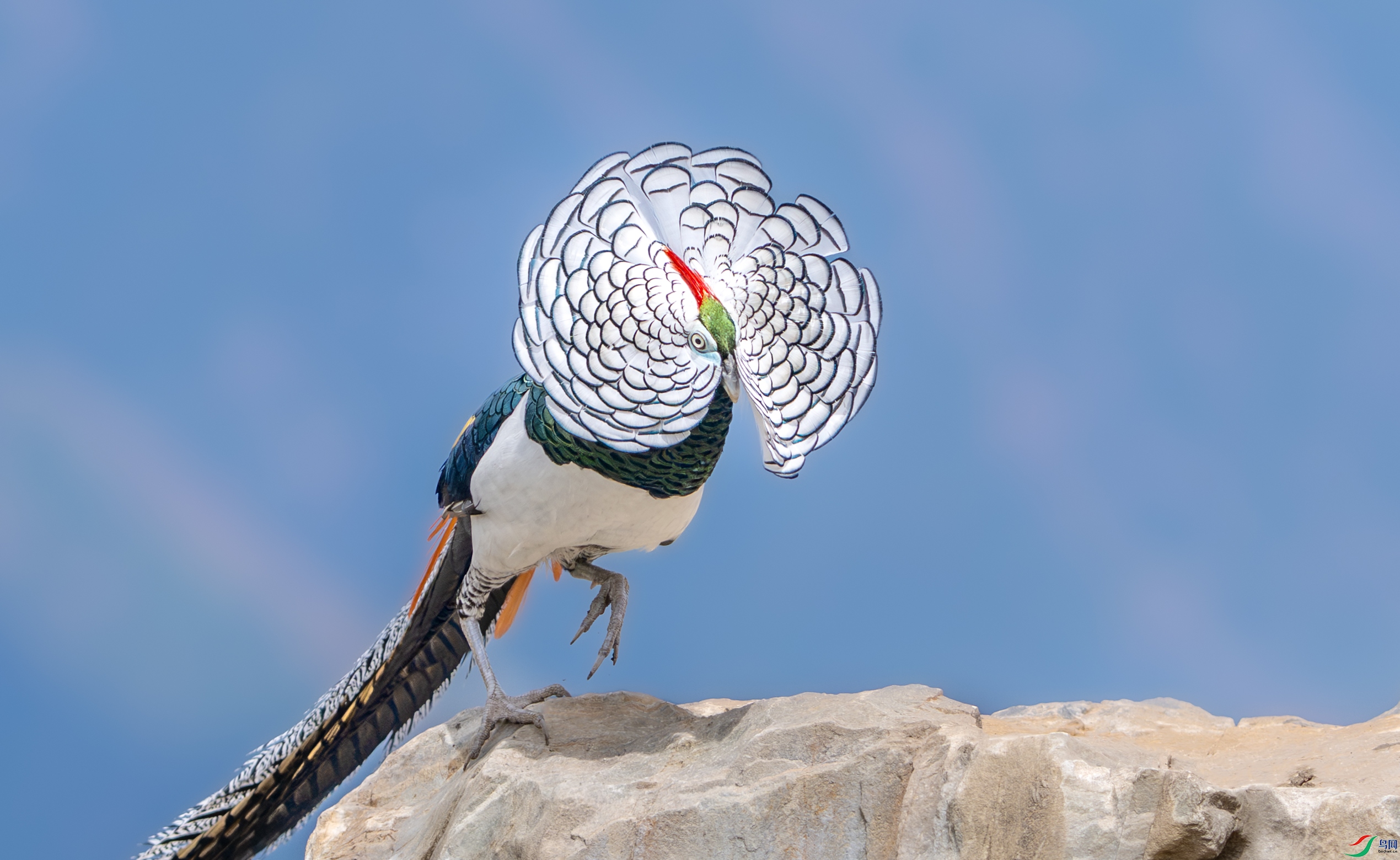 DSC_2444-1.jpg