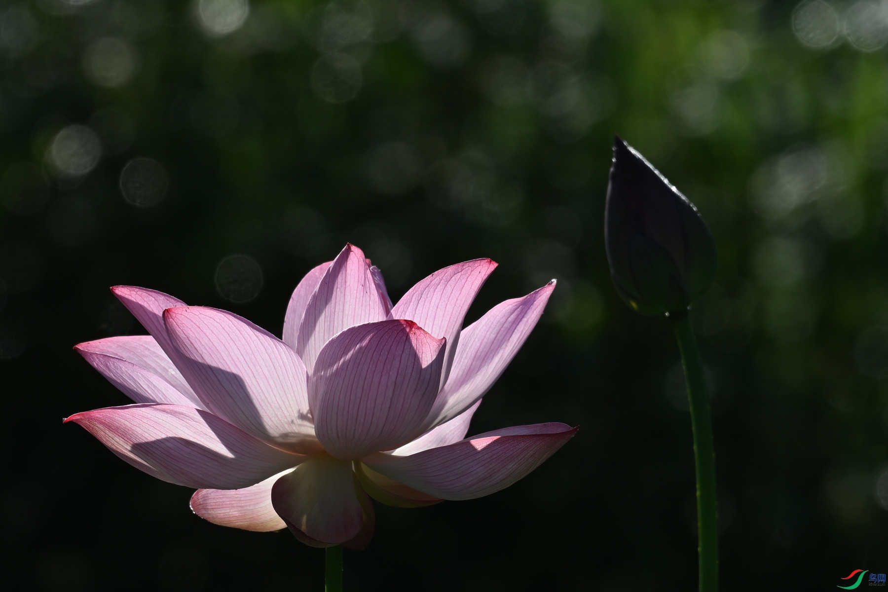 DSC_4141.JPG