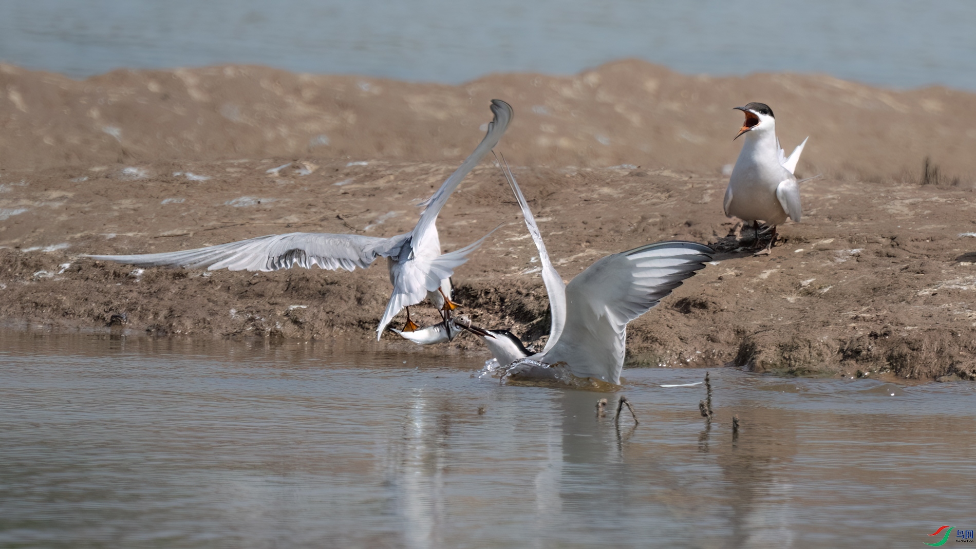 DSC_3016sen2026-5-19-07-�༭.jpg