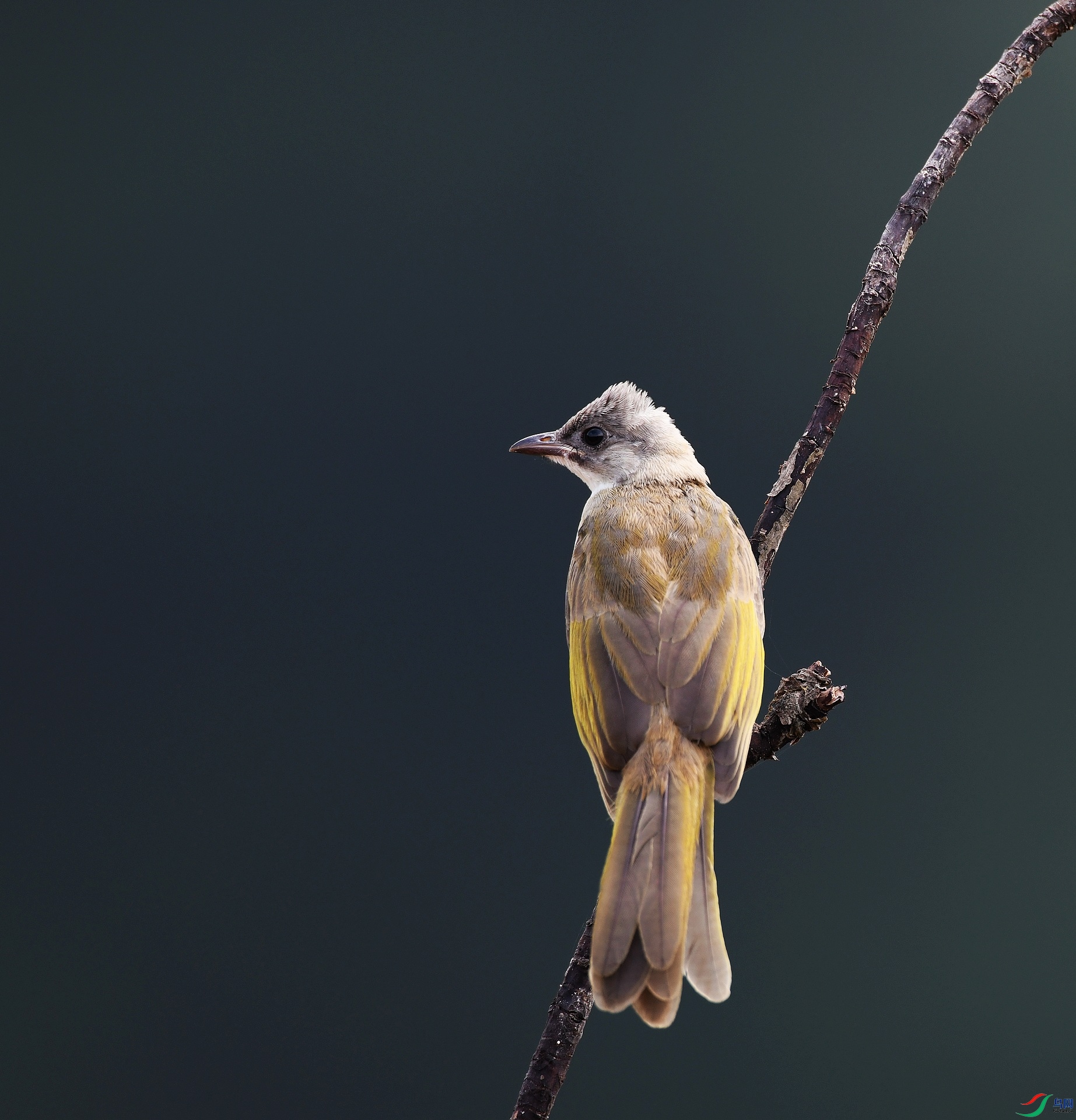 DSC_2519.jpg