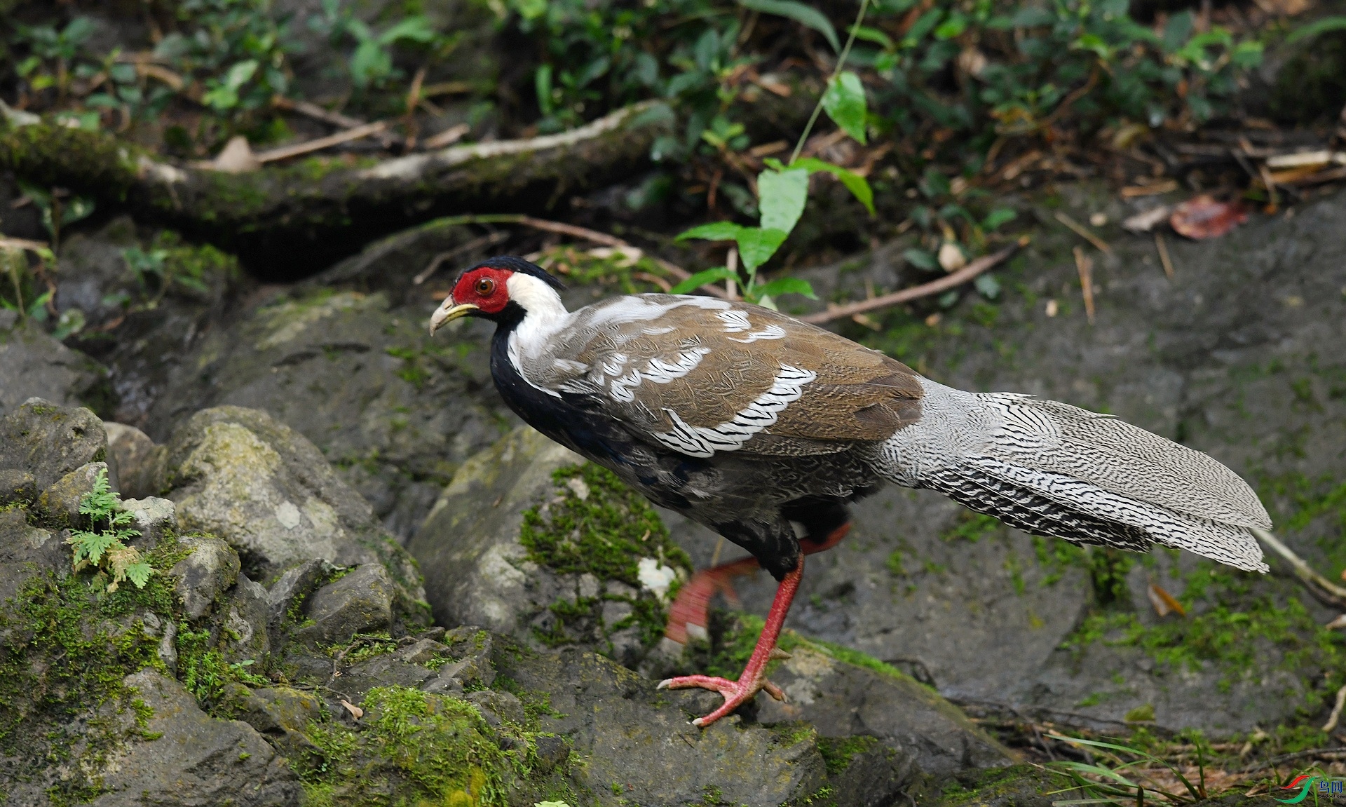 DSC_2708.jpg