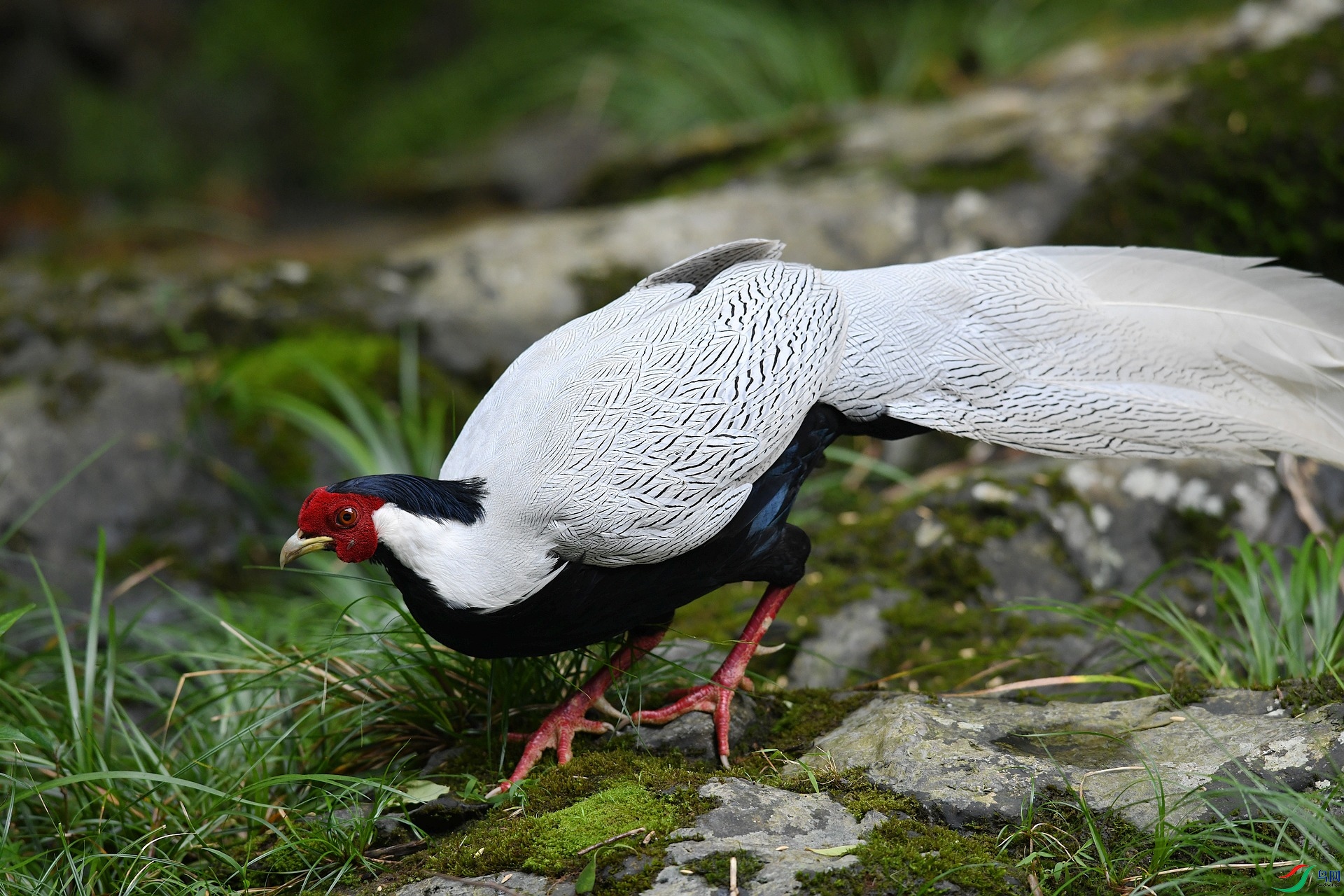 DSC_2806.jpg