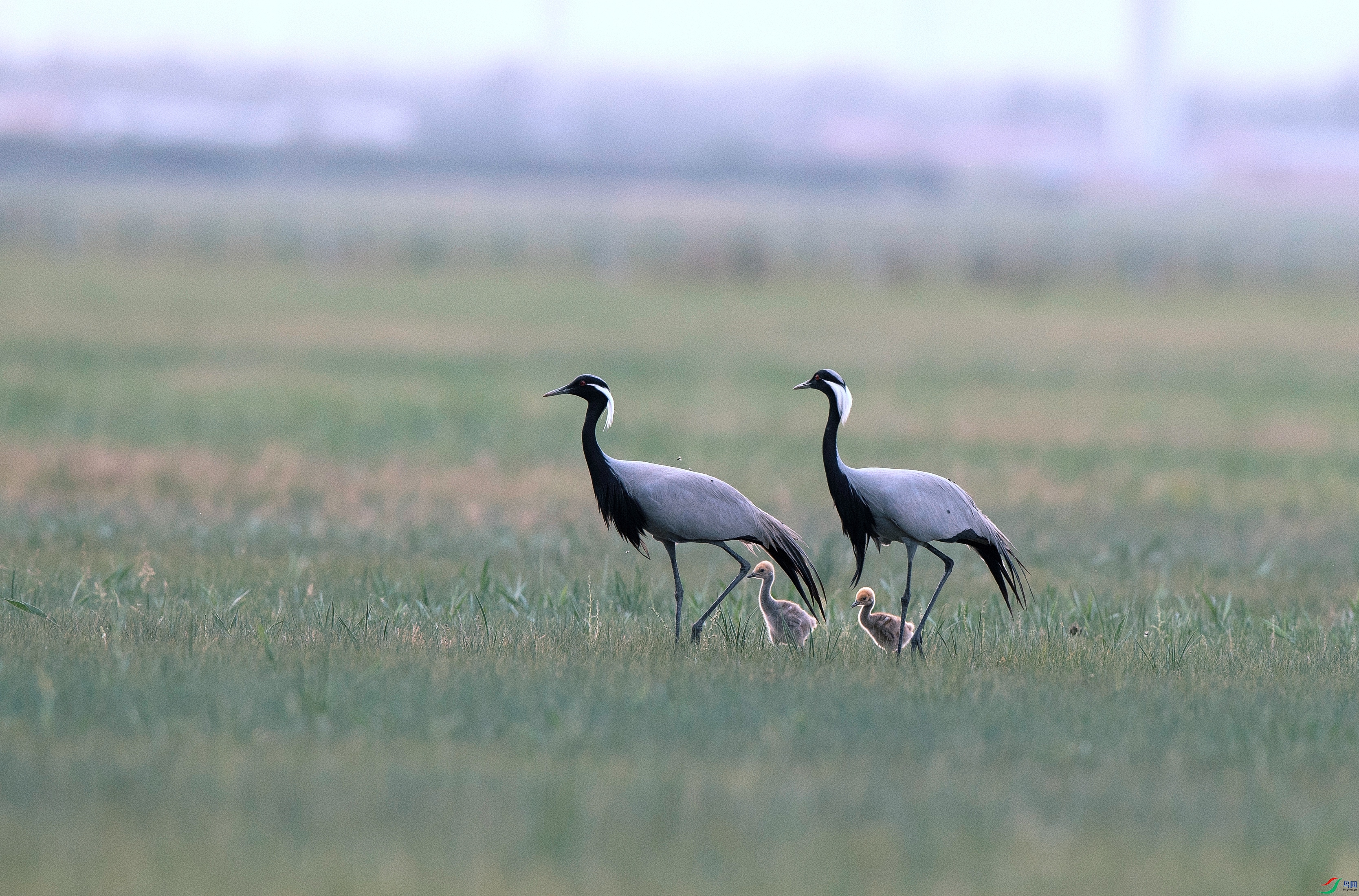 A63I7203_����.jpg